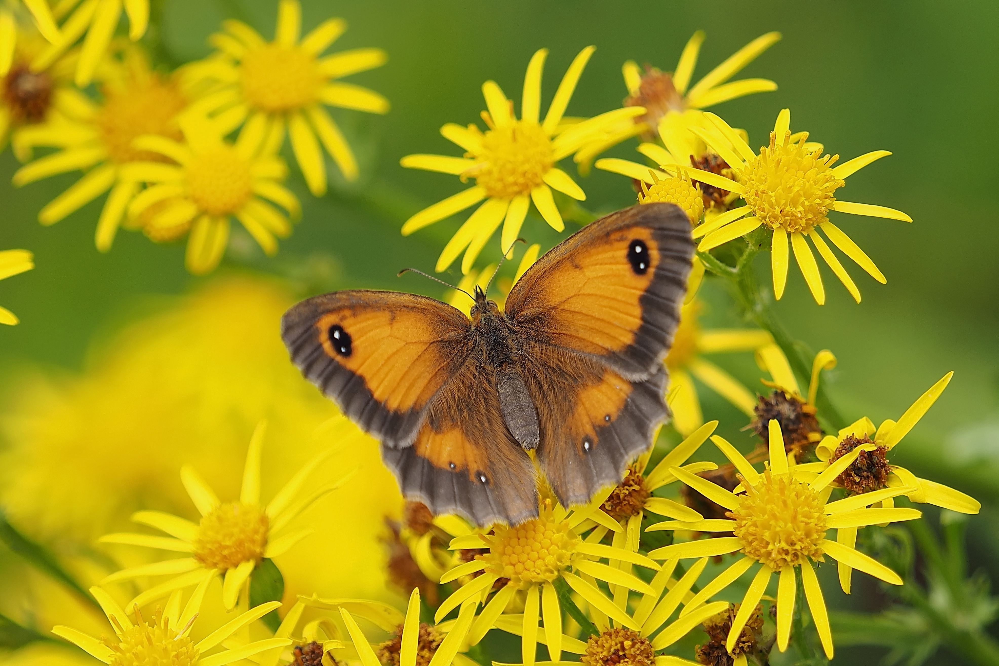 Группа насекомые бабочка. Бабочки. Жёлтая бабочка. Бабочка на цветке. Лето бабочки.