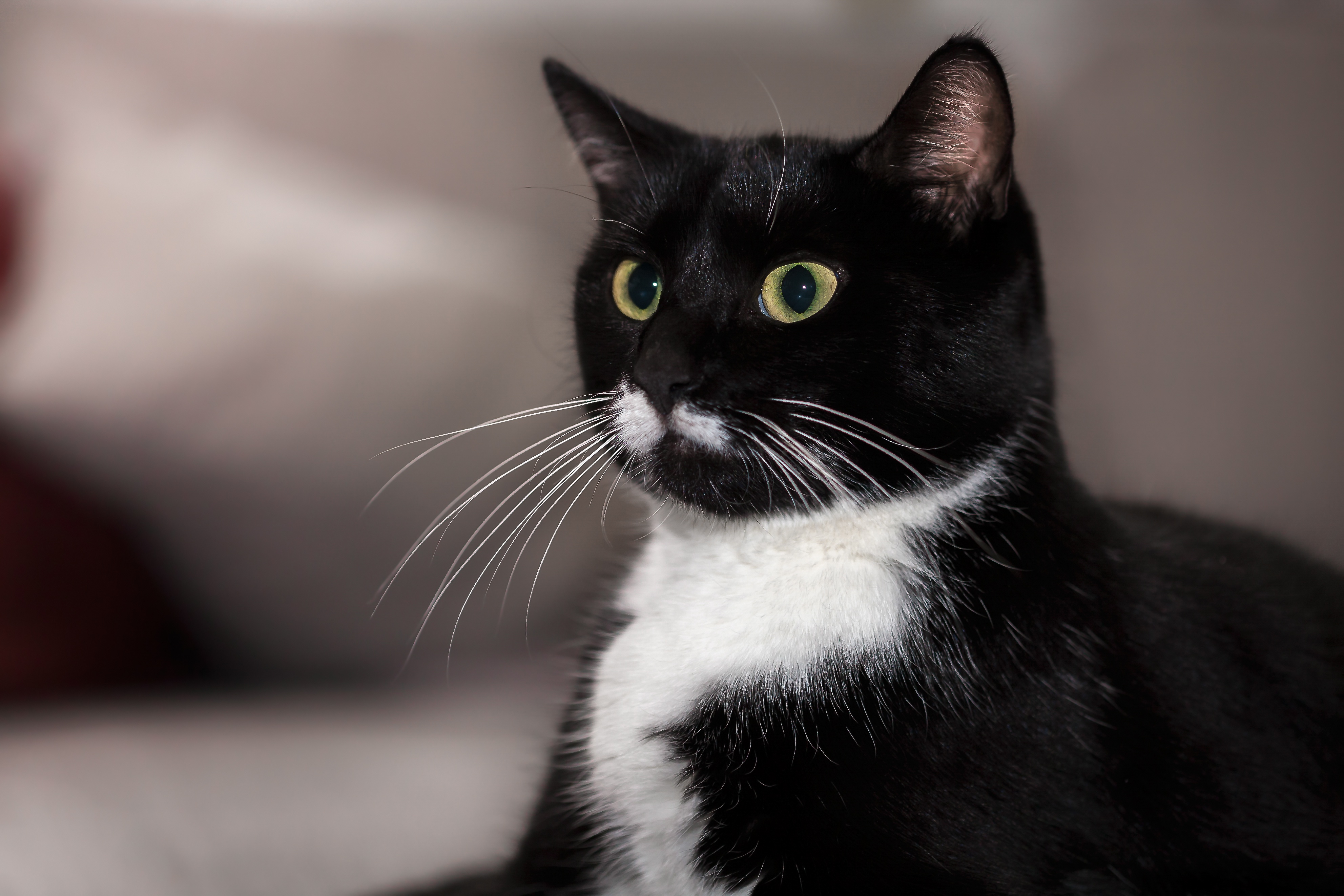 Белый галстук у черного кота 7 букв. Бомбейская кошка черно белая. Черный биколор европейская короткошерстная. Сибирская биколор короткошерстная. Черно белый кот гладкошерстный.