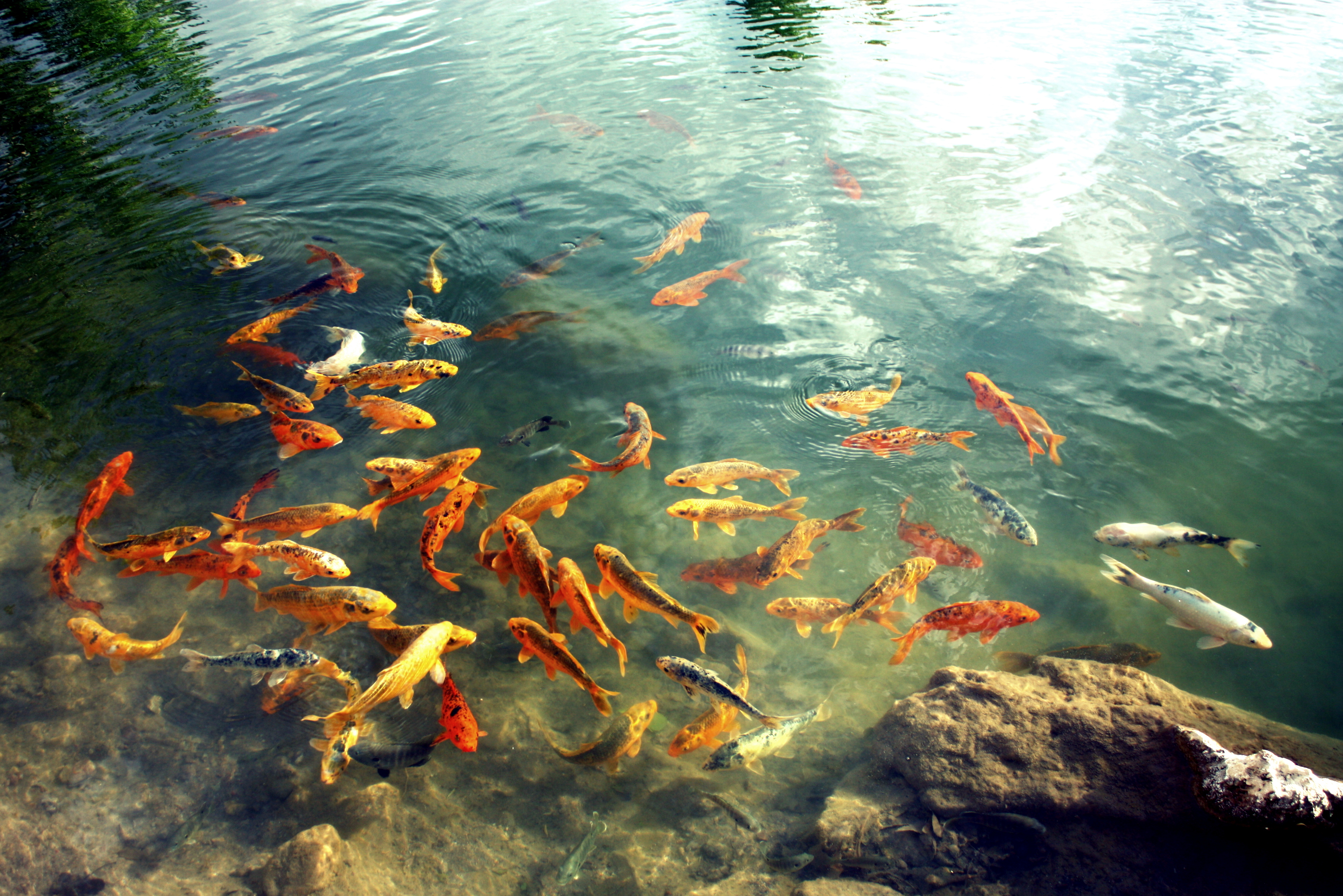 Красное озеро рыба. Карп кои рыбоводство. Карп в озере. Рыбы в Озерах. Рыбки в пруду.