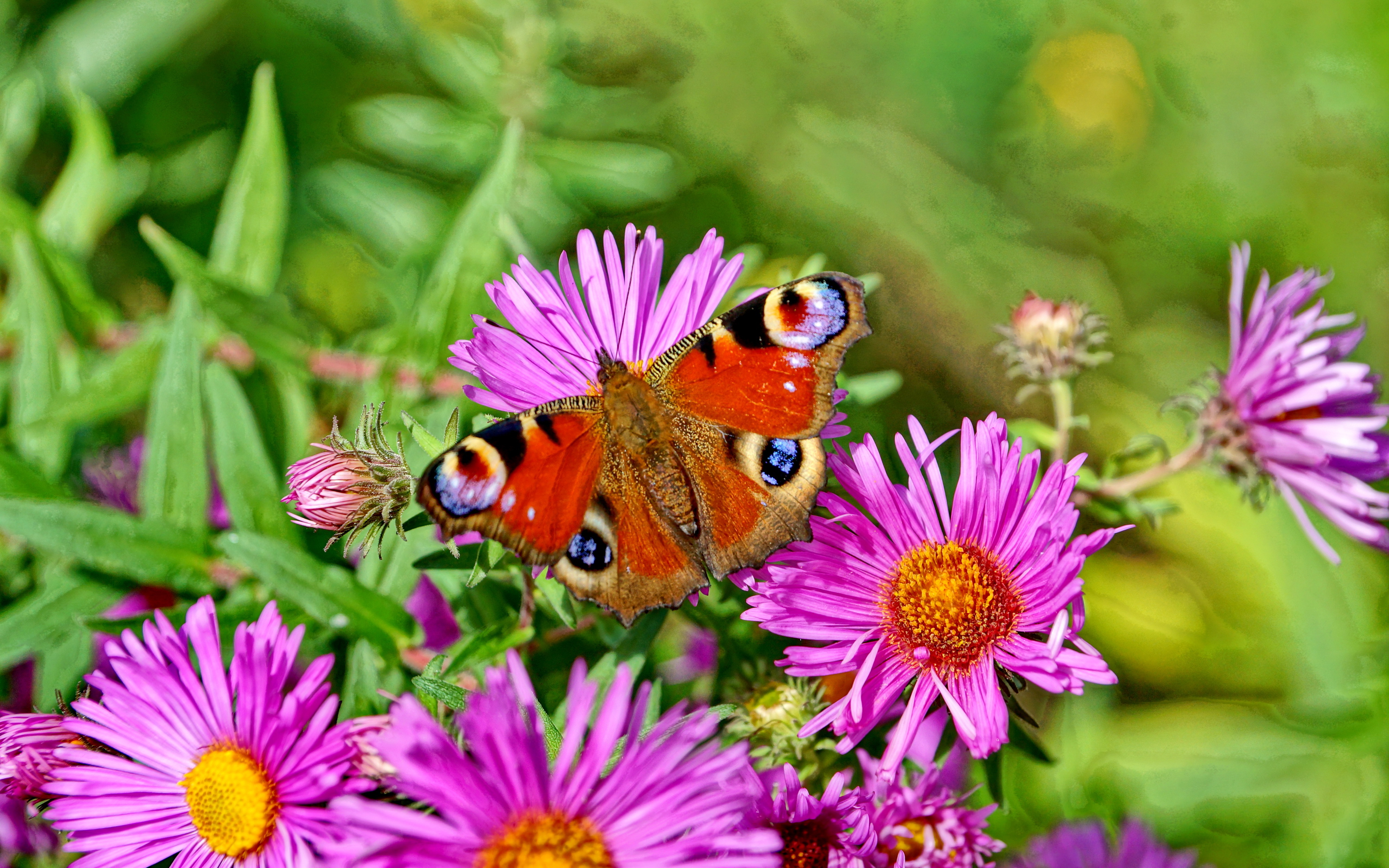 Про лета бабочка. Летние цветы. Бабочка на цветке. Лето бабочки. Луг с цветами и бабочками.