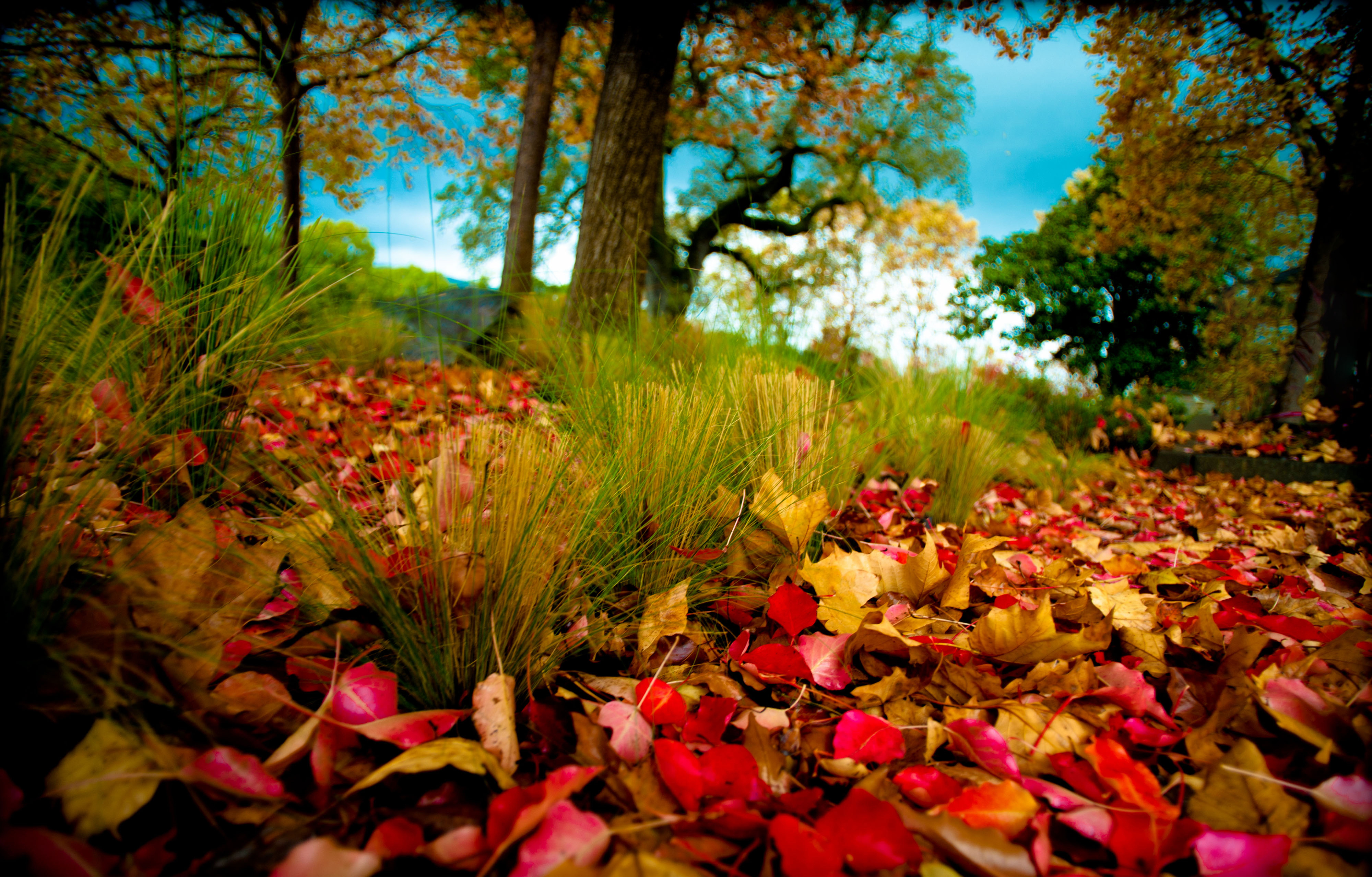 Музыка для фона природа. Яркая природа. Природа осень. Осенние обои. Яркие краски природы.