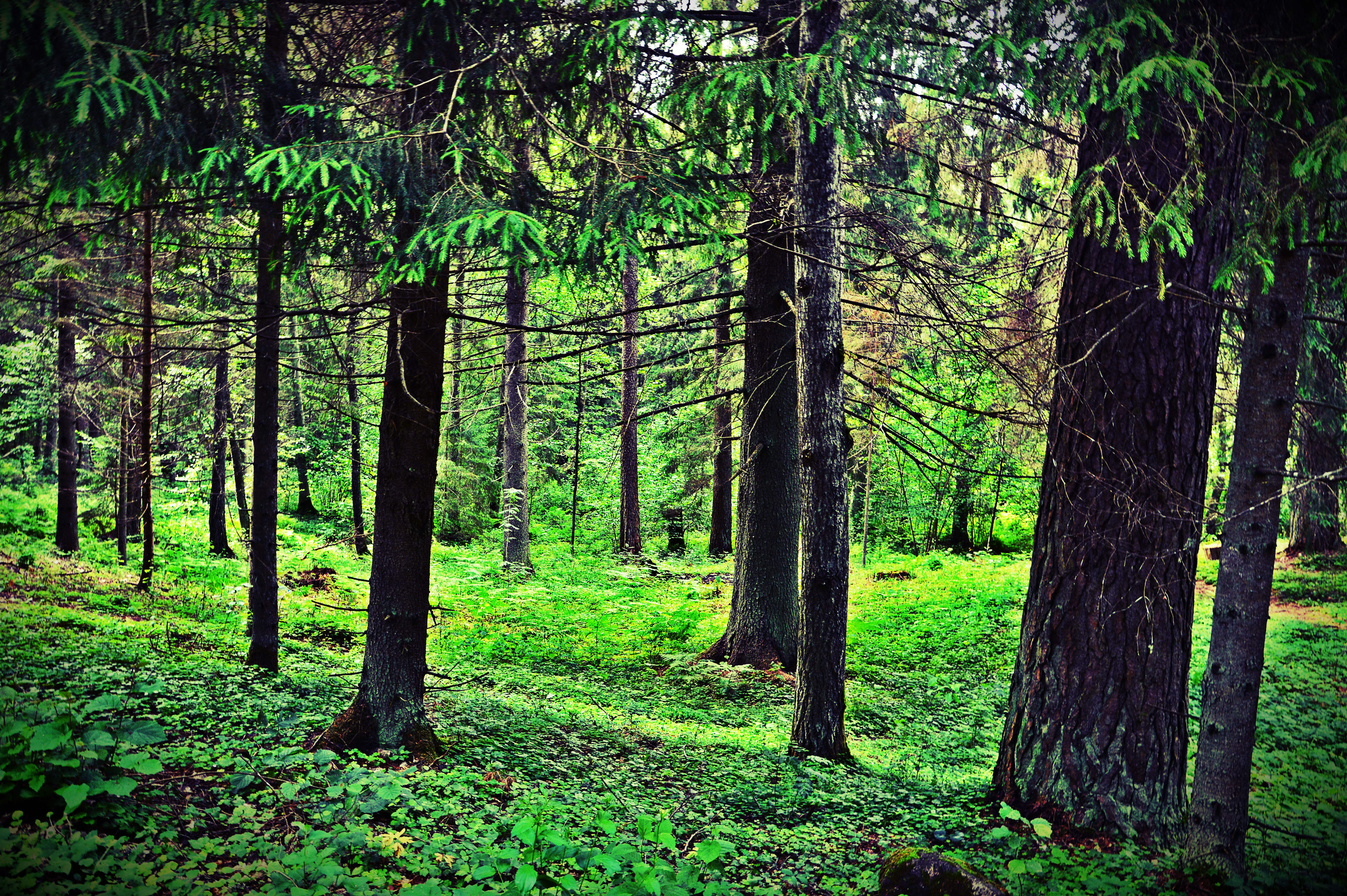 Картинка леса. Алатанинский лес. Леса России. Красивые леса России. Разные леса.