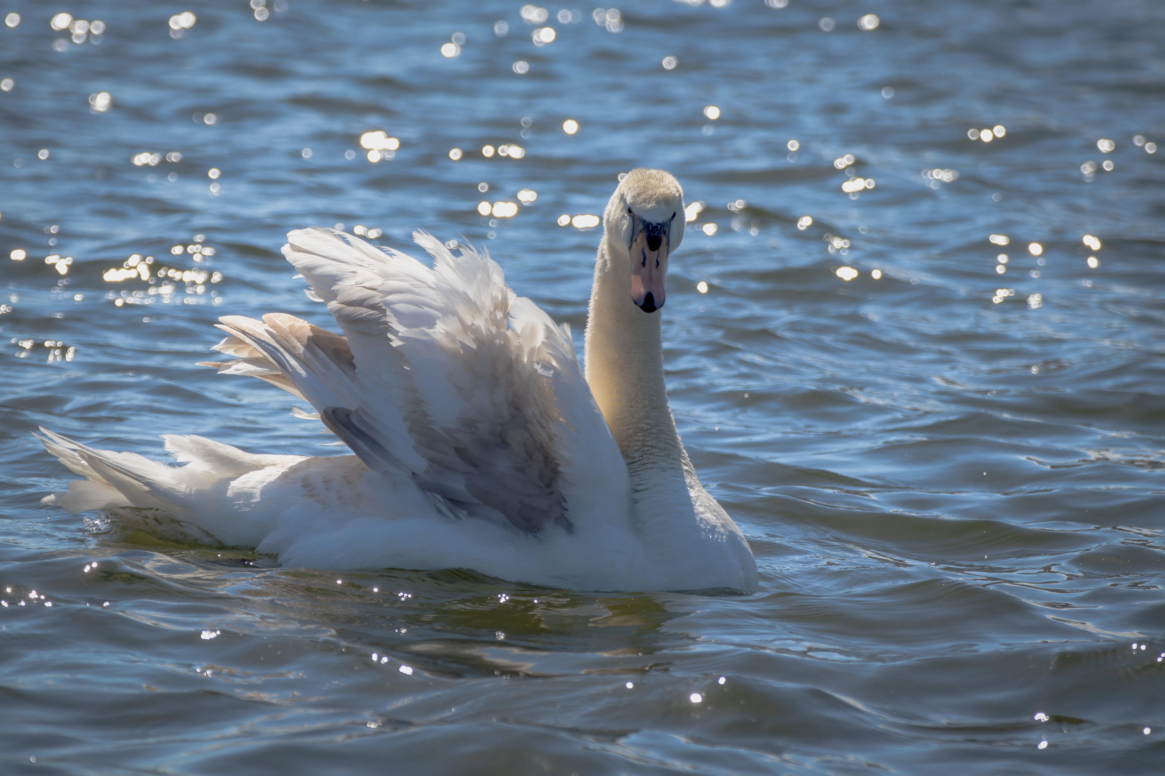 Захаров белый лебедь. Белый лебедь Джемете. Молодые лебеди. Лебеди в пруду. Белый лебедь на пруду.
