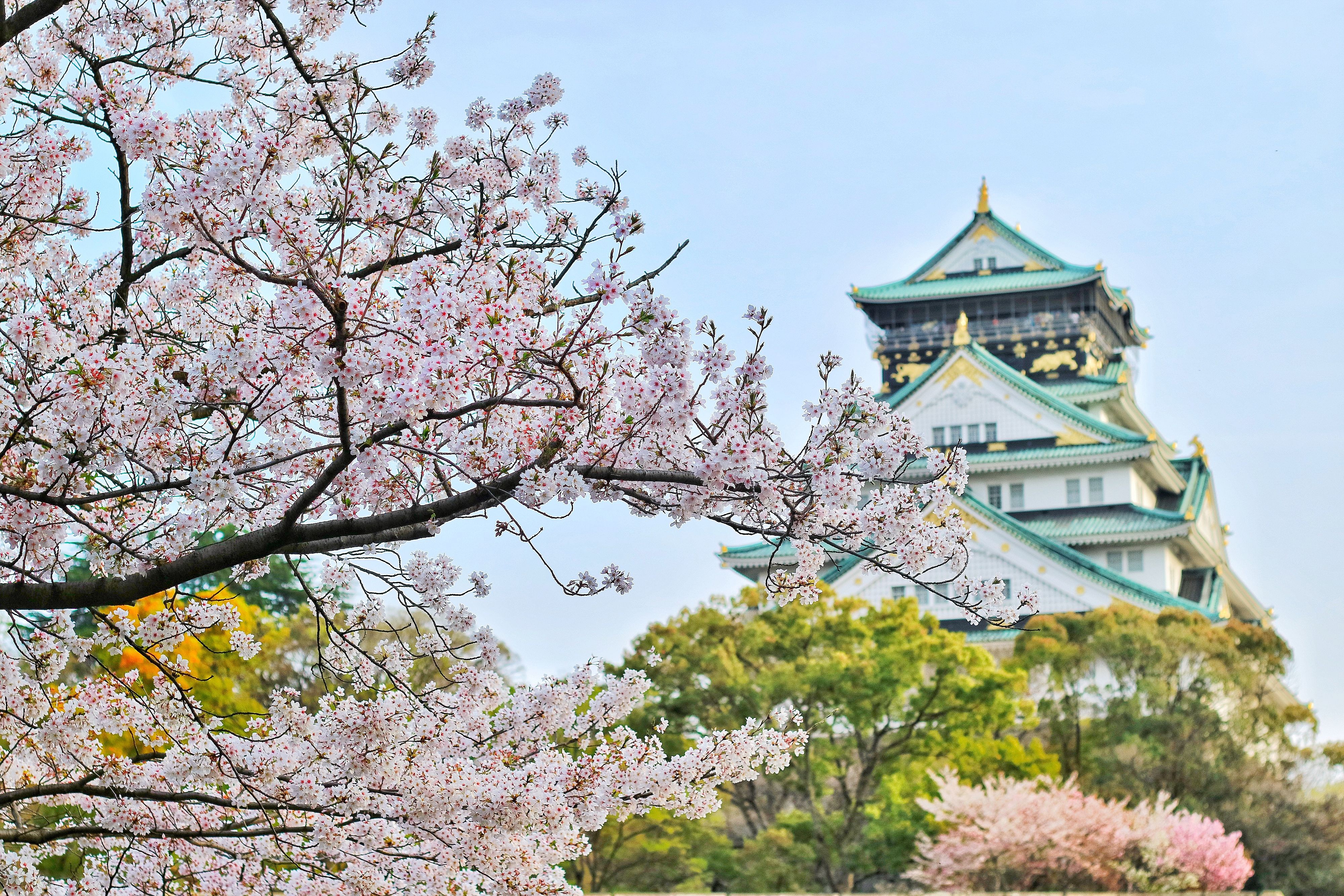 Япония сакура. Осака Сакура. Киото цветение Сакуры. Цветение Сакуры Осака. Цветущая Сакура в Осаке.