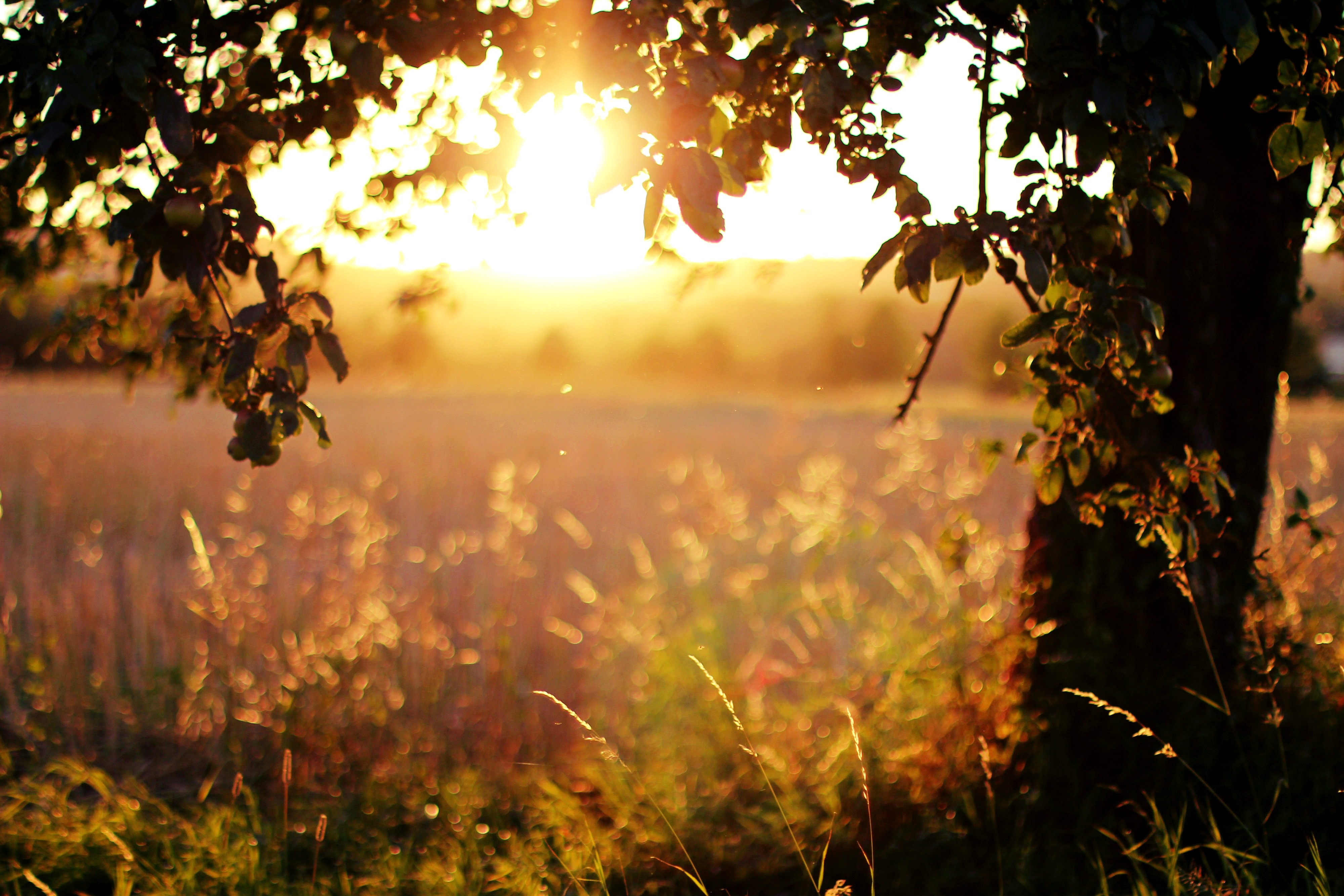 Теплое солнечное утро. Утреннее солнце. Природа солнце. Природа закат. Август природа.