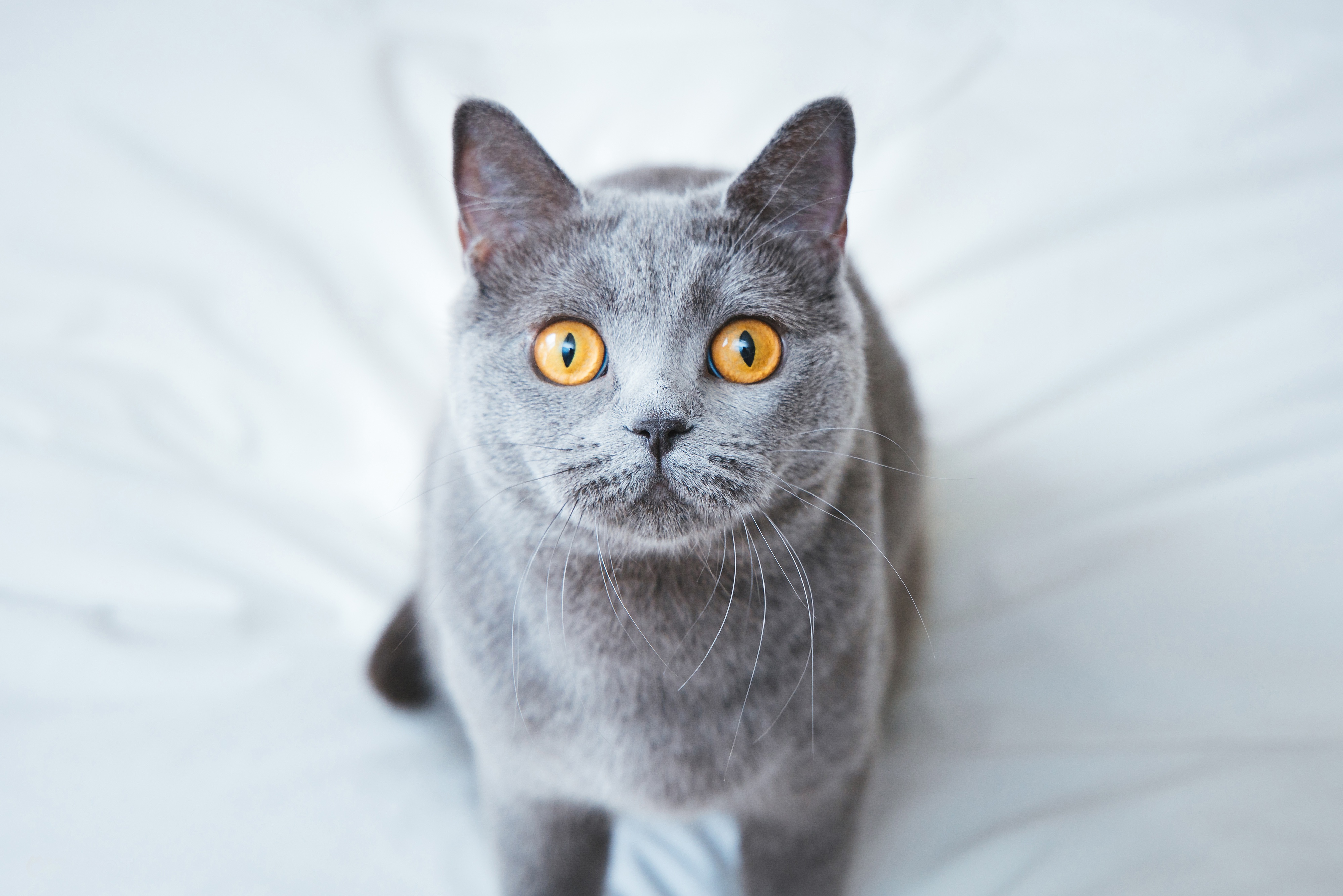Порода кошек серого окраса. Британский короткошерстный кот полосатый. Британская кошка гладкошерстная. Британская кошка гладкошерстная серая. Британская короткошёрстная кошка.