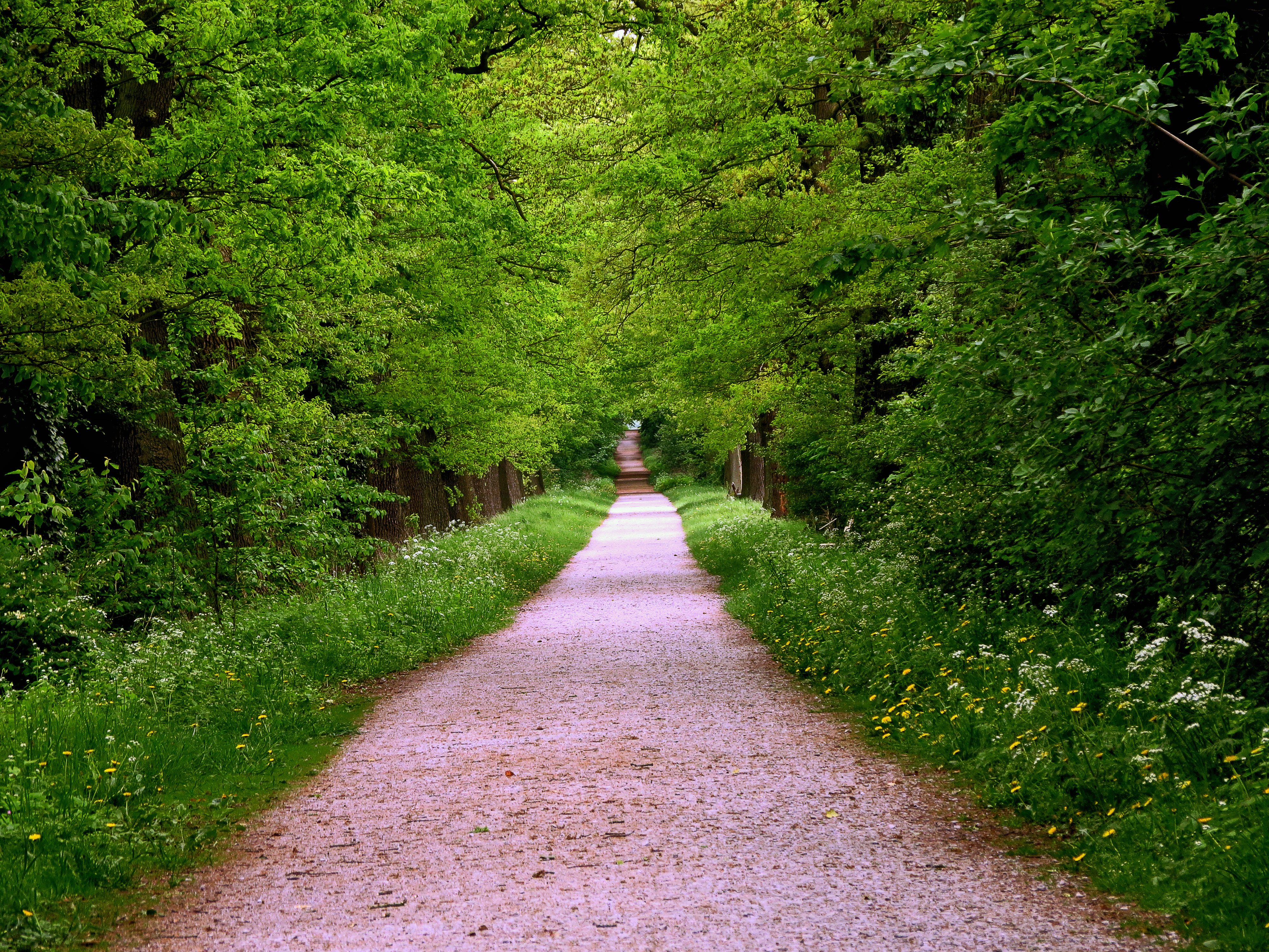Way path. Тропинка в лесу. Тропинка в парке. Лесная дорога. Красивый лес с тропинкой.