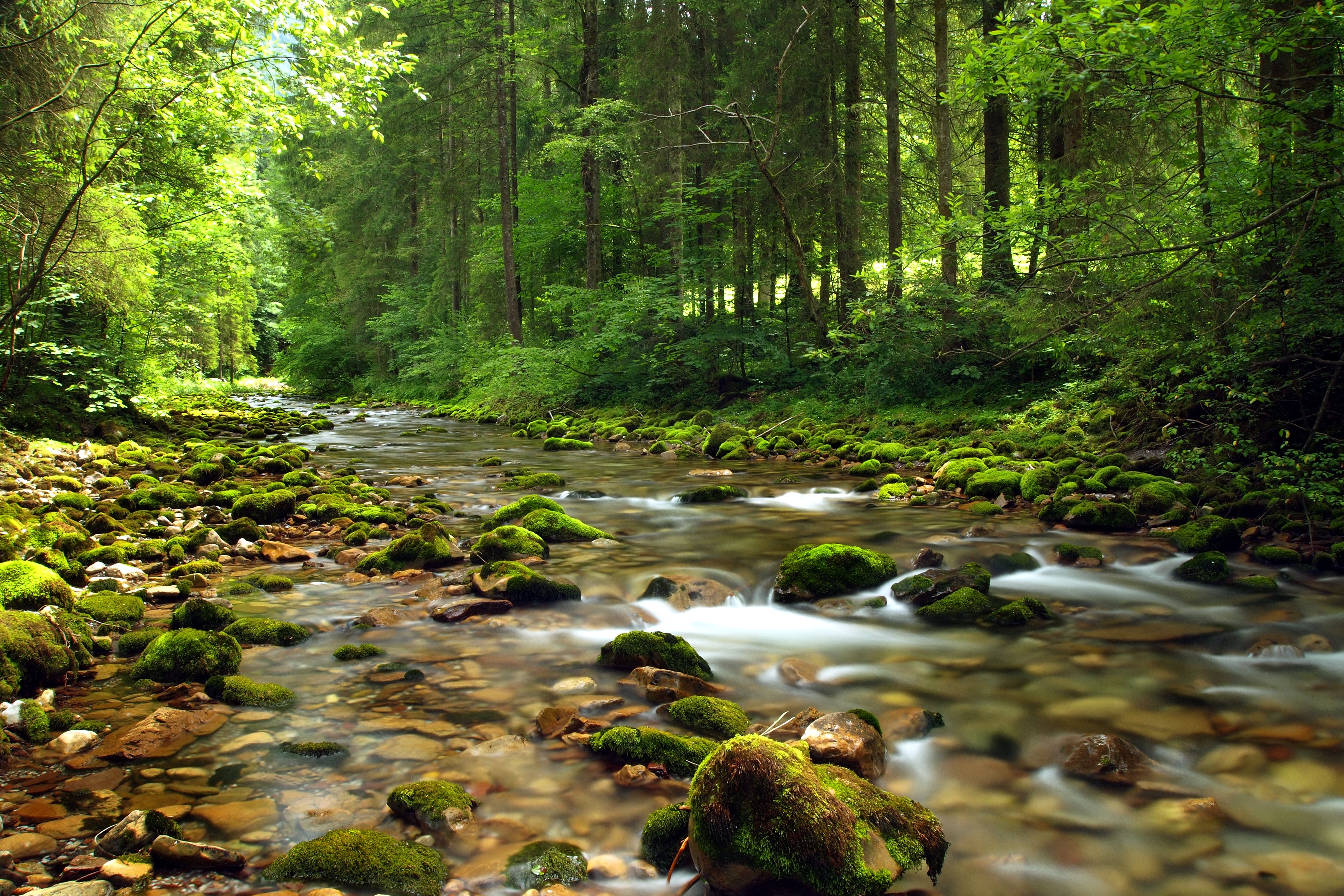 река в лесу пейзаж