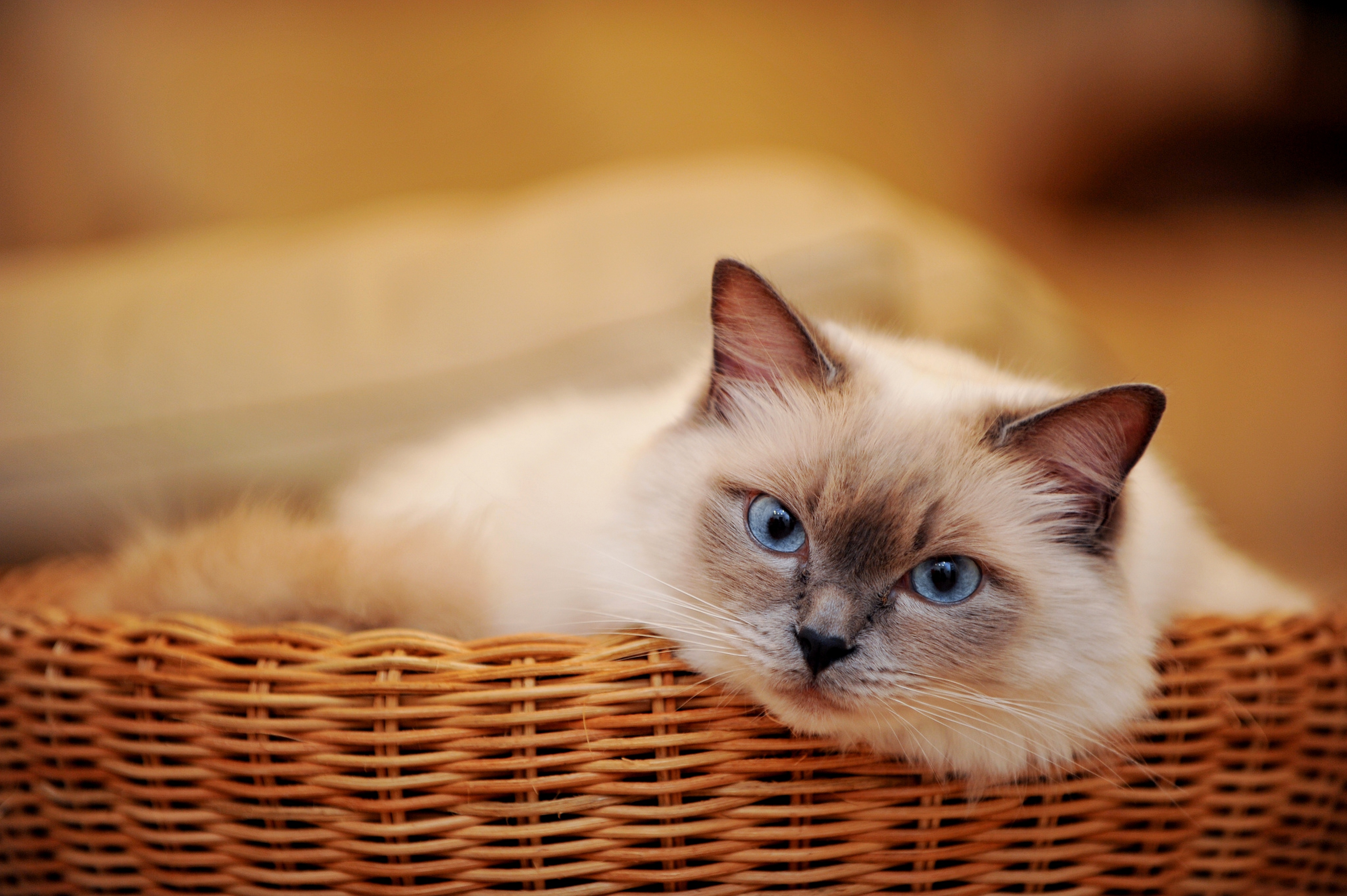 Прекрасная кошечка. Бирманская кошка рыжая. Красивые котики. Красивый кот. Шикарная кошка.