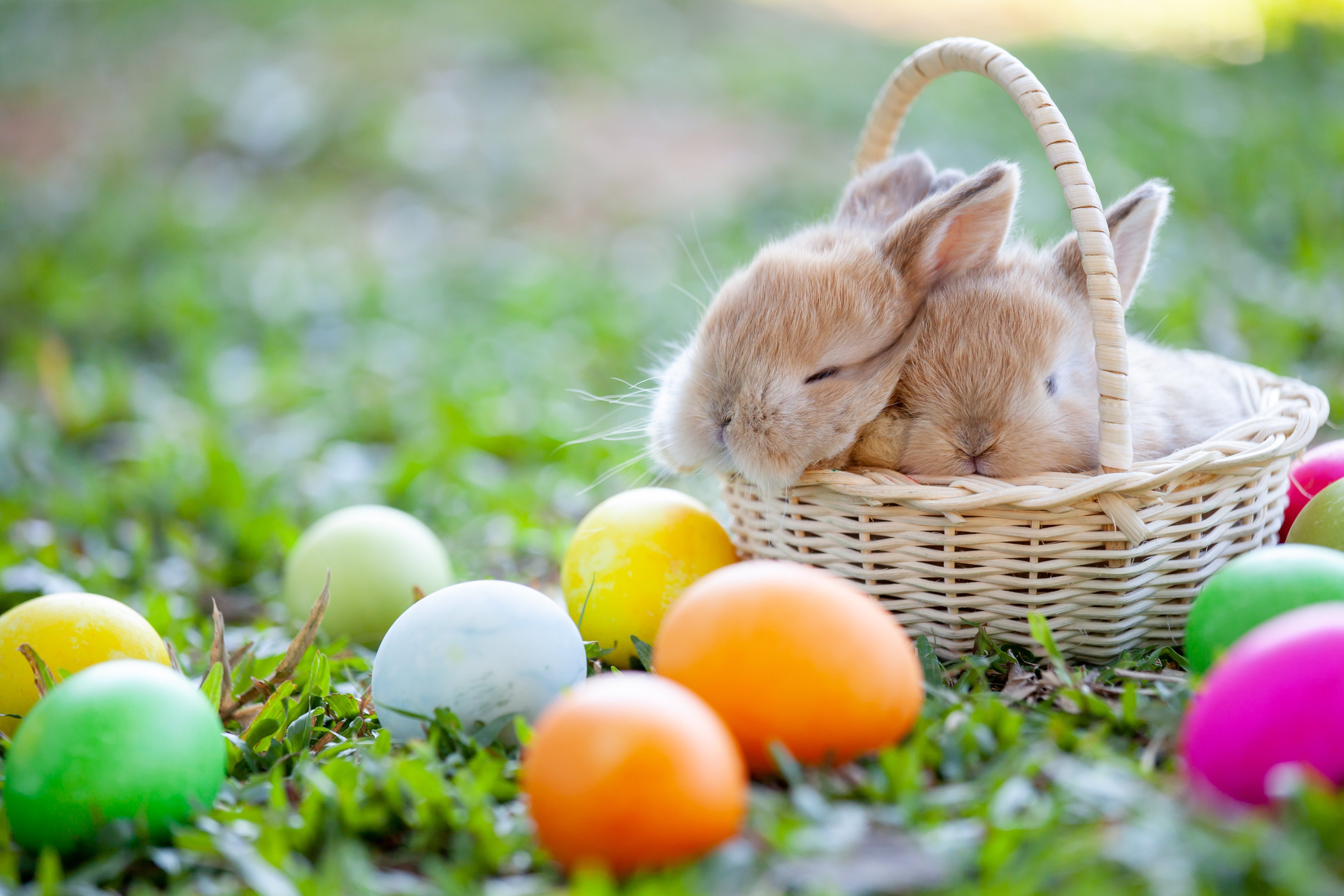 Easter Babes