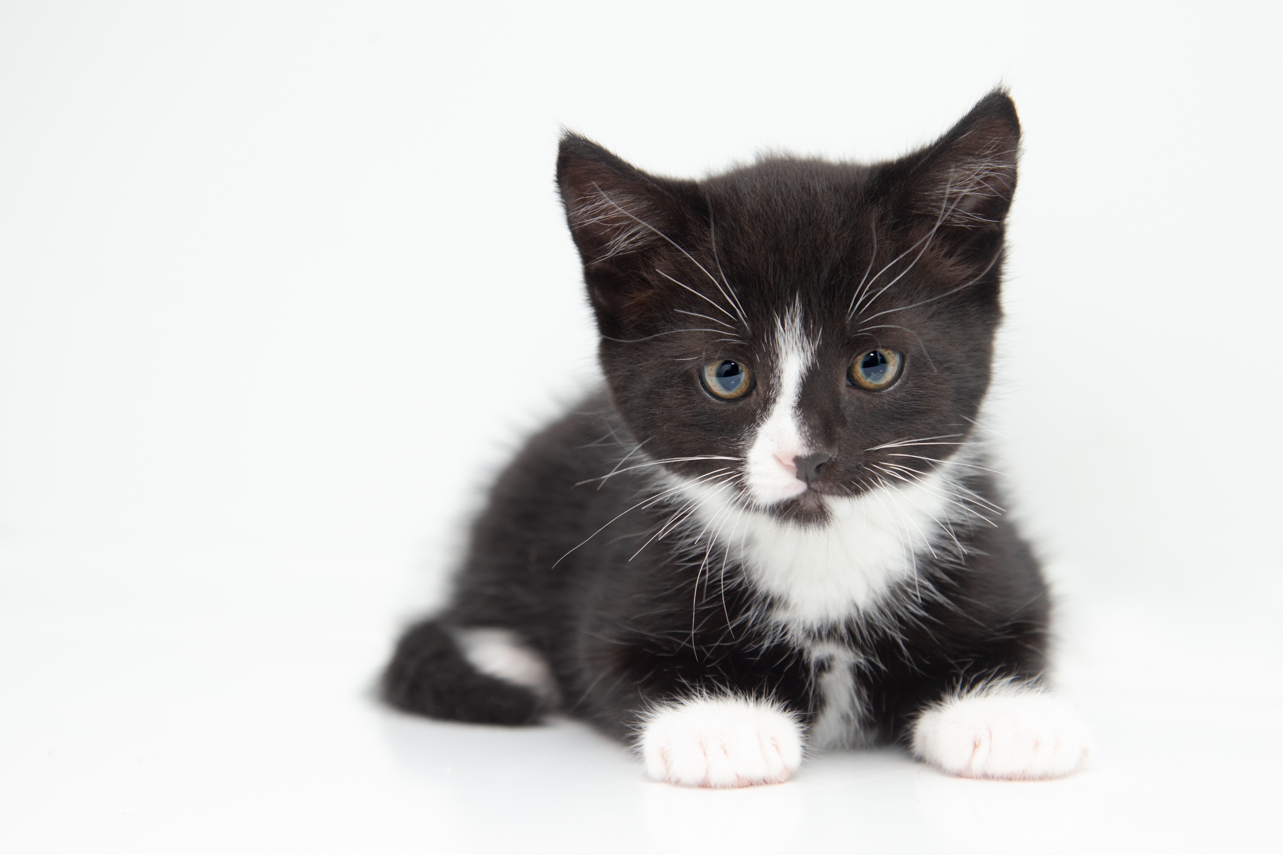 Котята с белыми лапками. Анатолийская кошка черно белая. Европейская короткошерстная кошка чёрно белая. Котенок черно-белый. Котята чёрно белые.