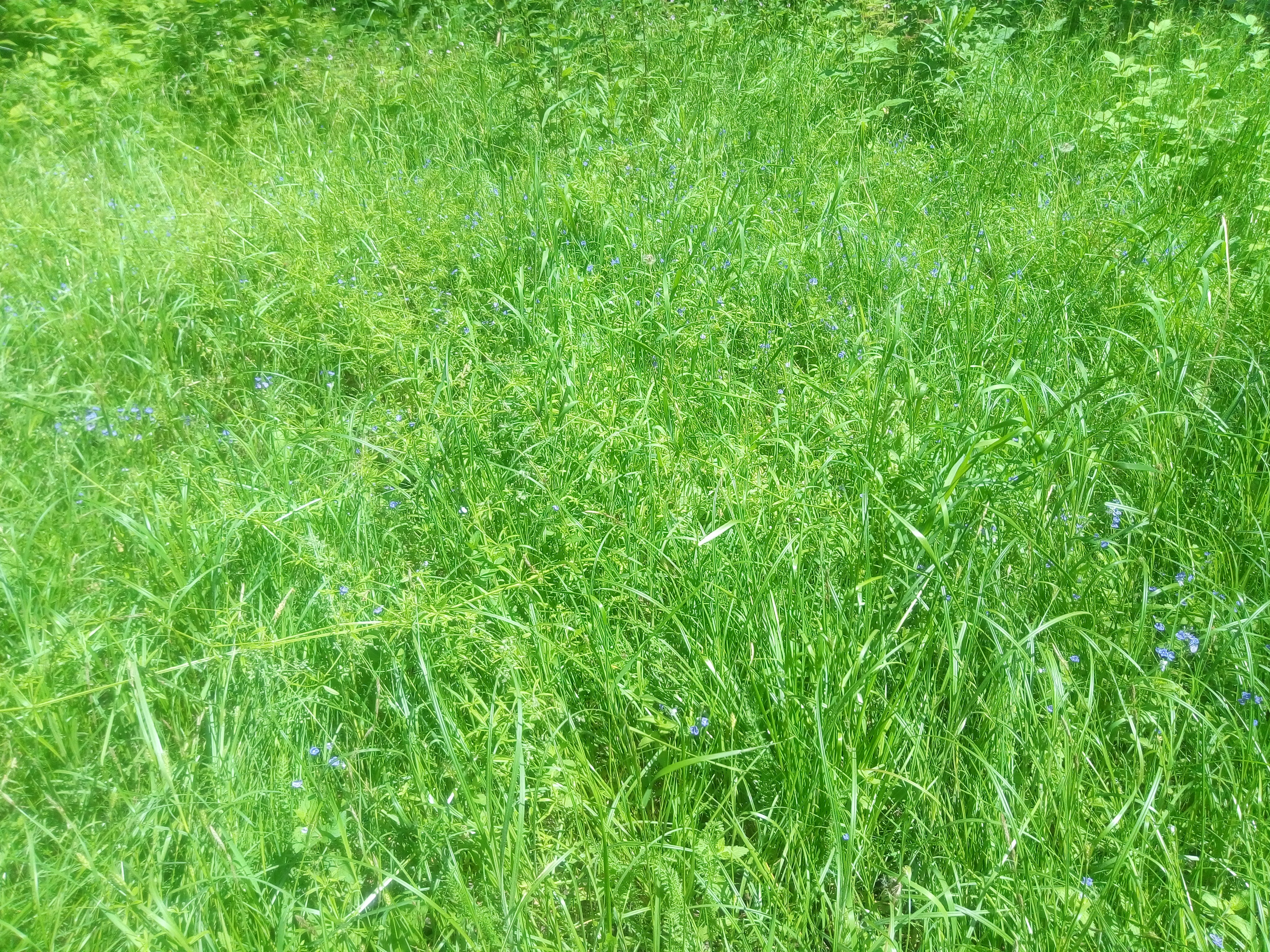 Какие фото травы Download wallpaper summer, grass, flowers, nature, green, glade, green, section 