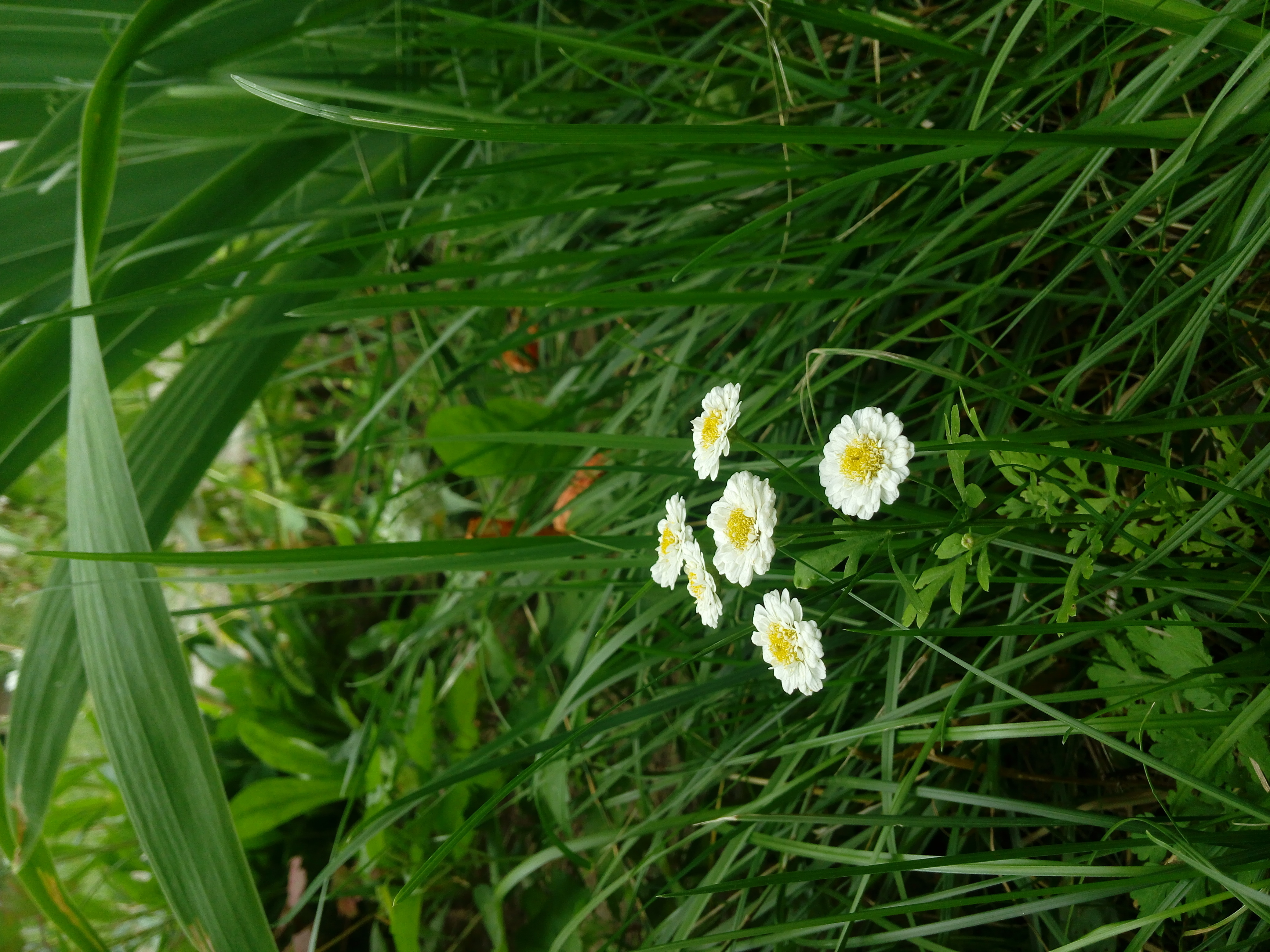 Травка с цветочками. Травка с мелкими белыми цветочками. Трава с белыми цветочками. Трава с маленькими белыми цветочками. Маленькая трава с белыми цветочками.