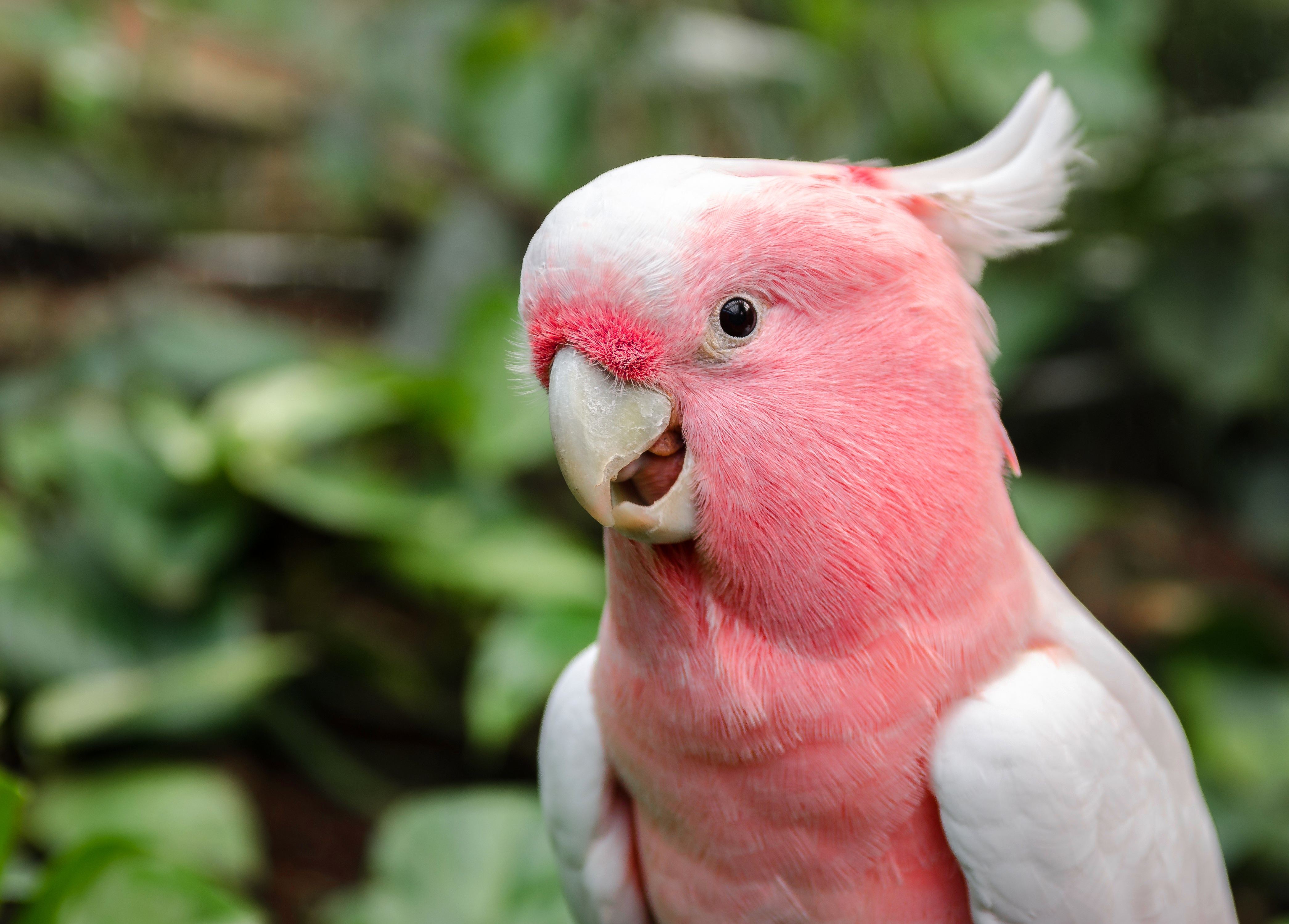 Peekaboo Cockatoo