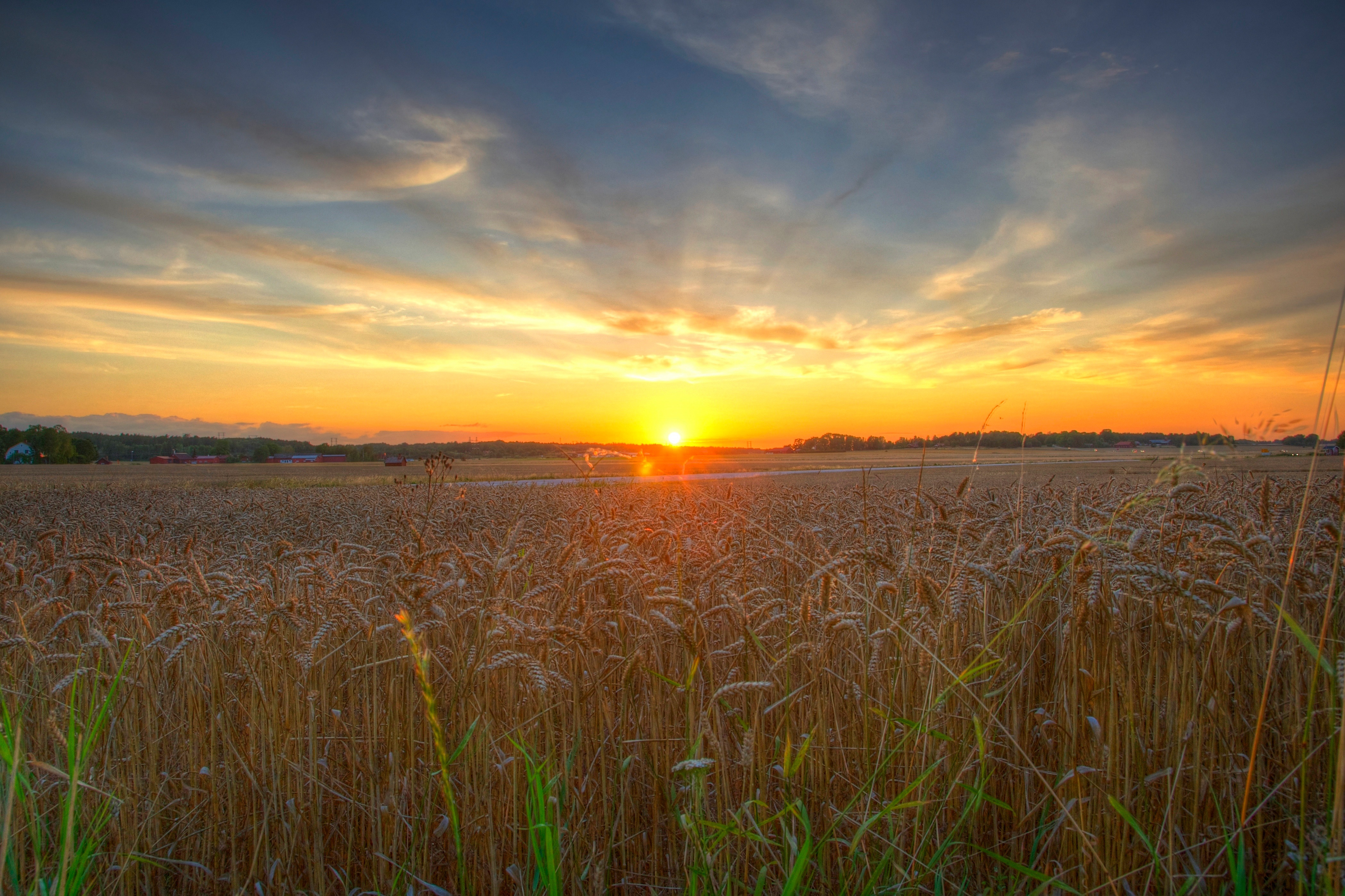 Пшеничное солнце. Rasswet пшеничное поле. Пшеница на закате. Пшеничное поле на закате. Восход на пшеничном поле.