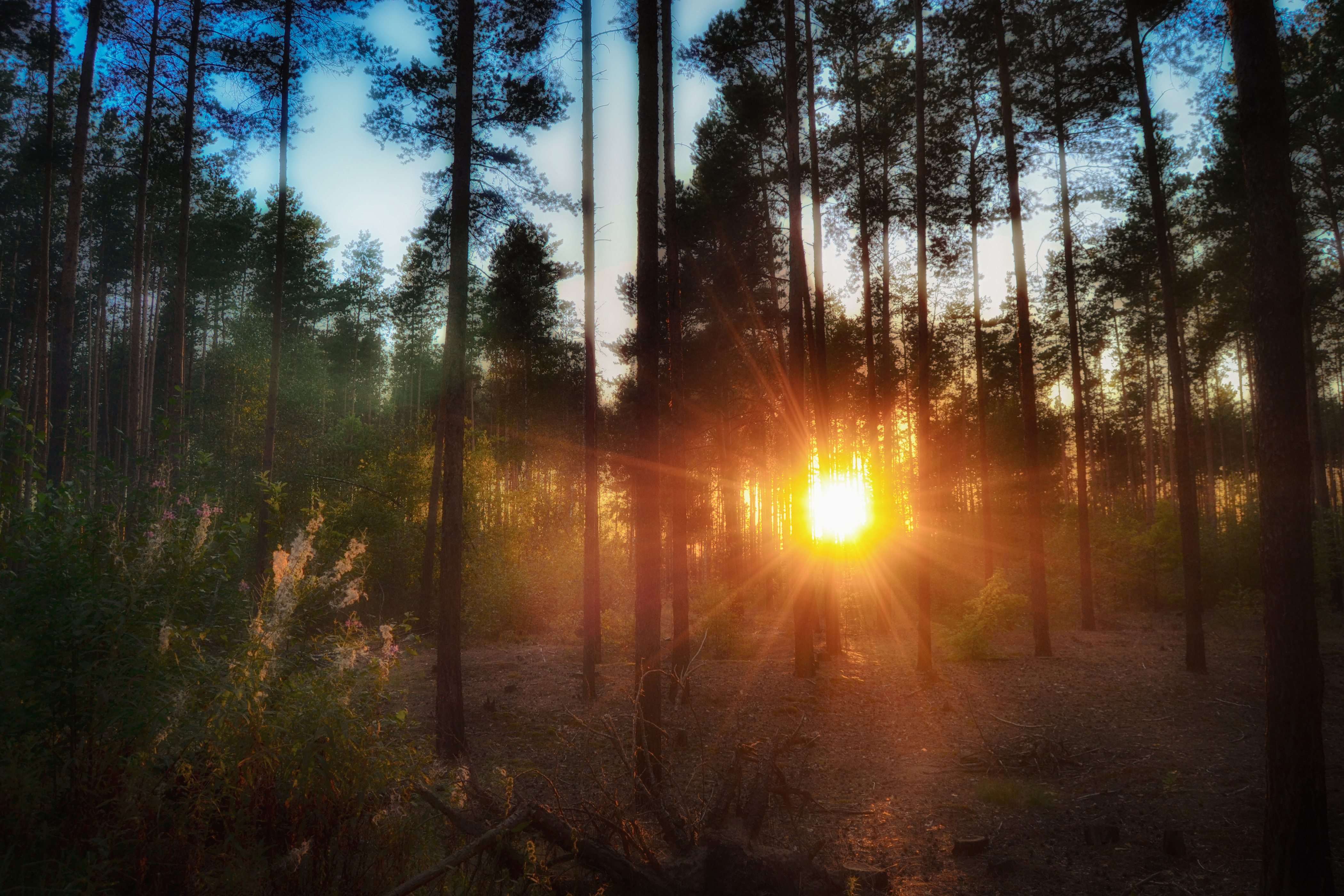 Солнце над лесом. Закат в лесу. Рассвет в лесу. Красивый закат в лесу. Красивый рассвет в лесу.