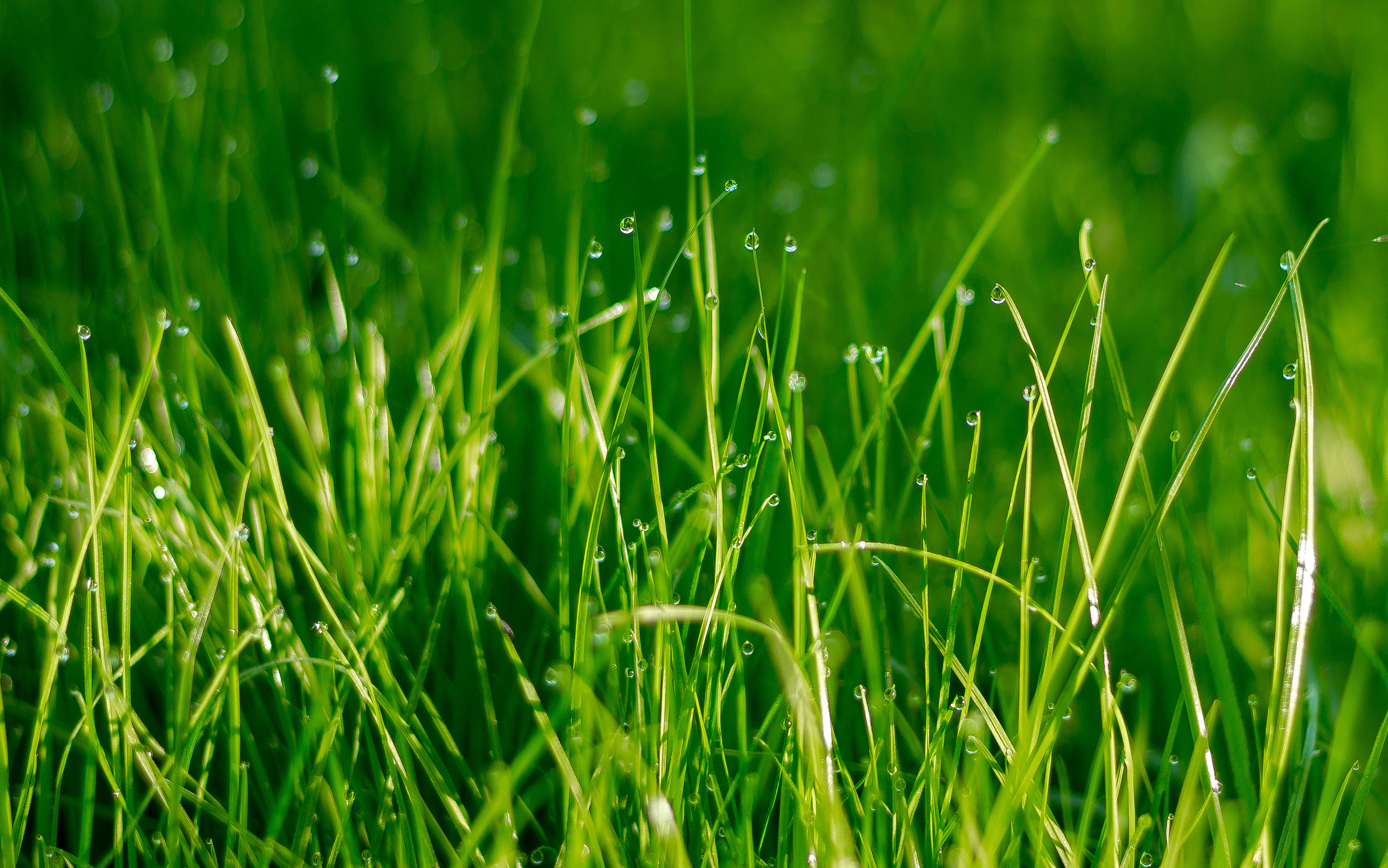 Картинка травы. Трава фото. Красивая трава. Зеленая трава. Лето трава.