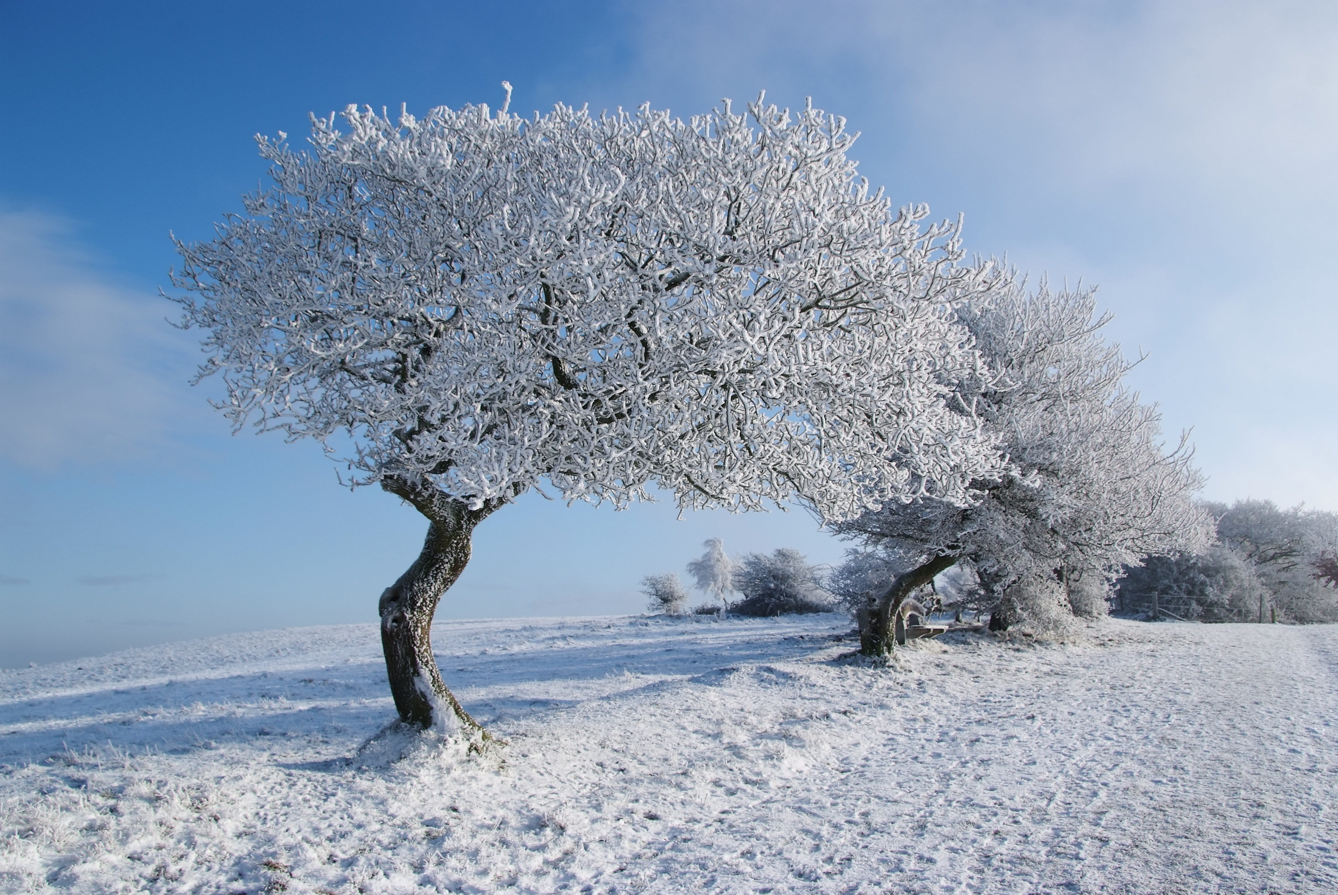 Зима красивые деревья. Зимнее дерево. Заснеженные деревья. Красивые зимние деревья. Красивое развесистое дерево зимой.