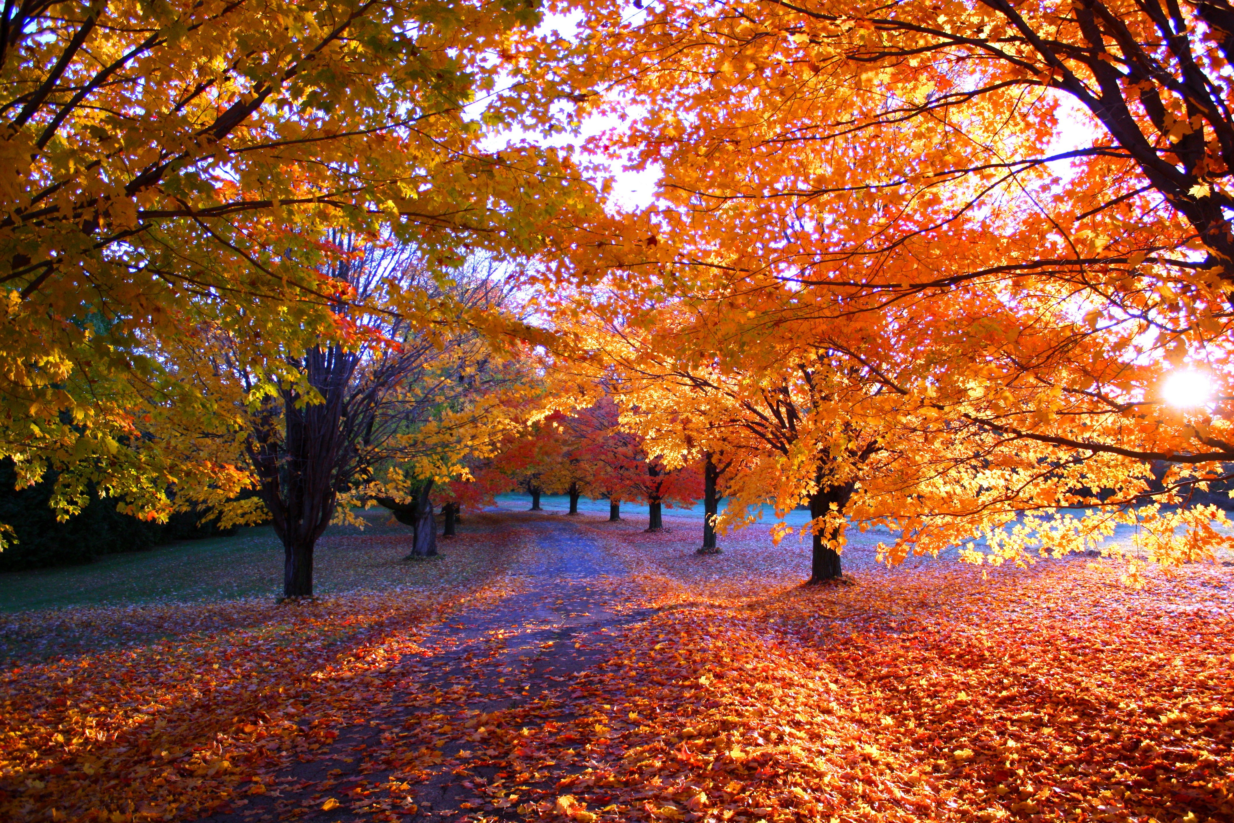 Красивая осень время. Красивая осень. Природа осень. Осень картинки. Осень фото красивые.