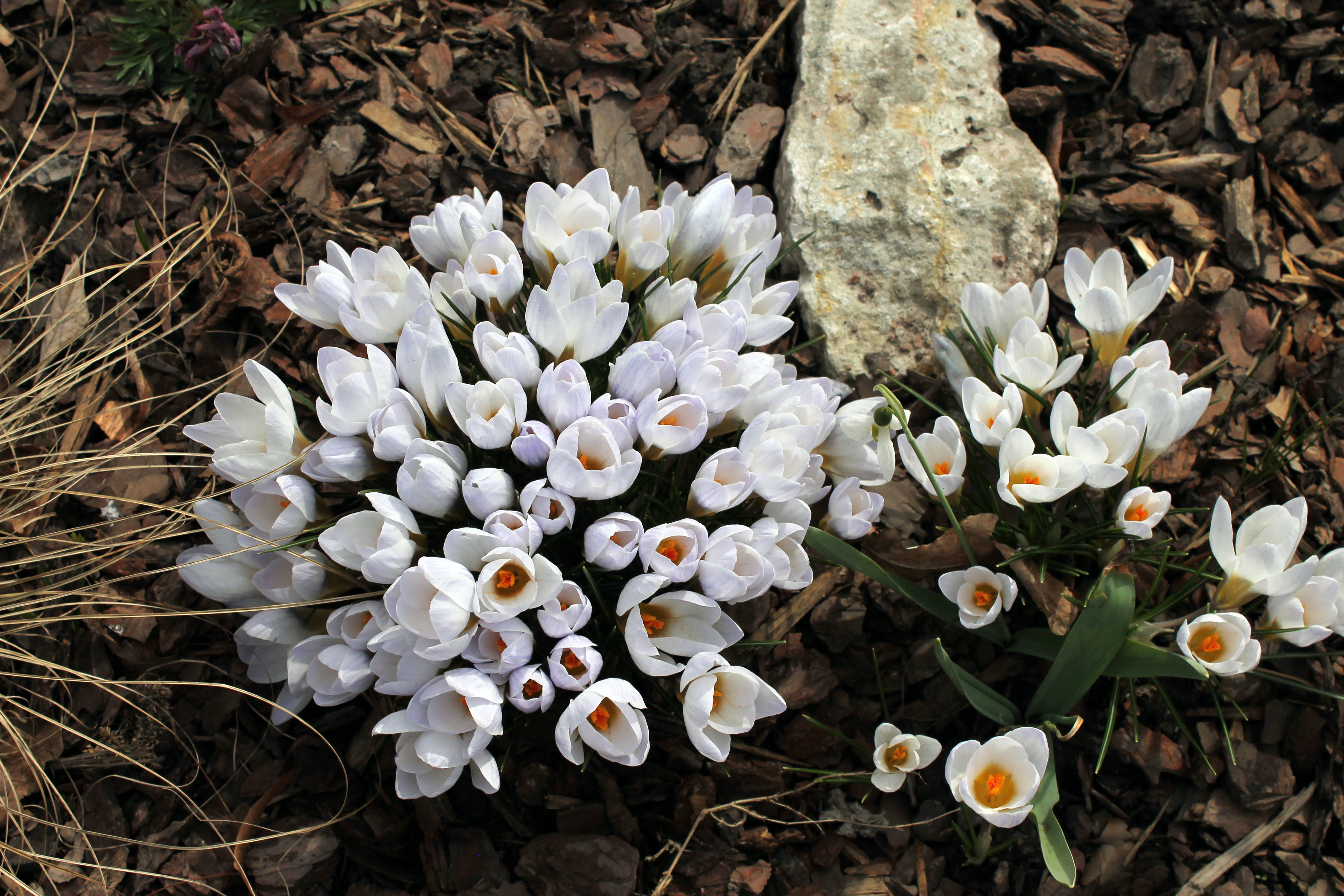 Это ужасно крокус. Крокусы Шафран белые. Крокус спринг Бьюти. Крокус белый крупноцветковый. Крокус Ботанический Spring Beauty.