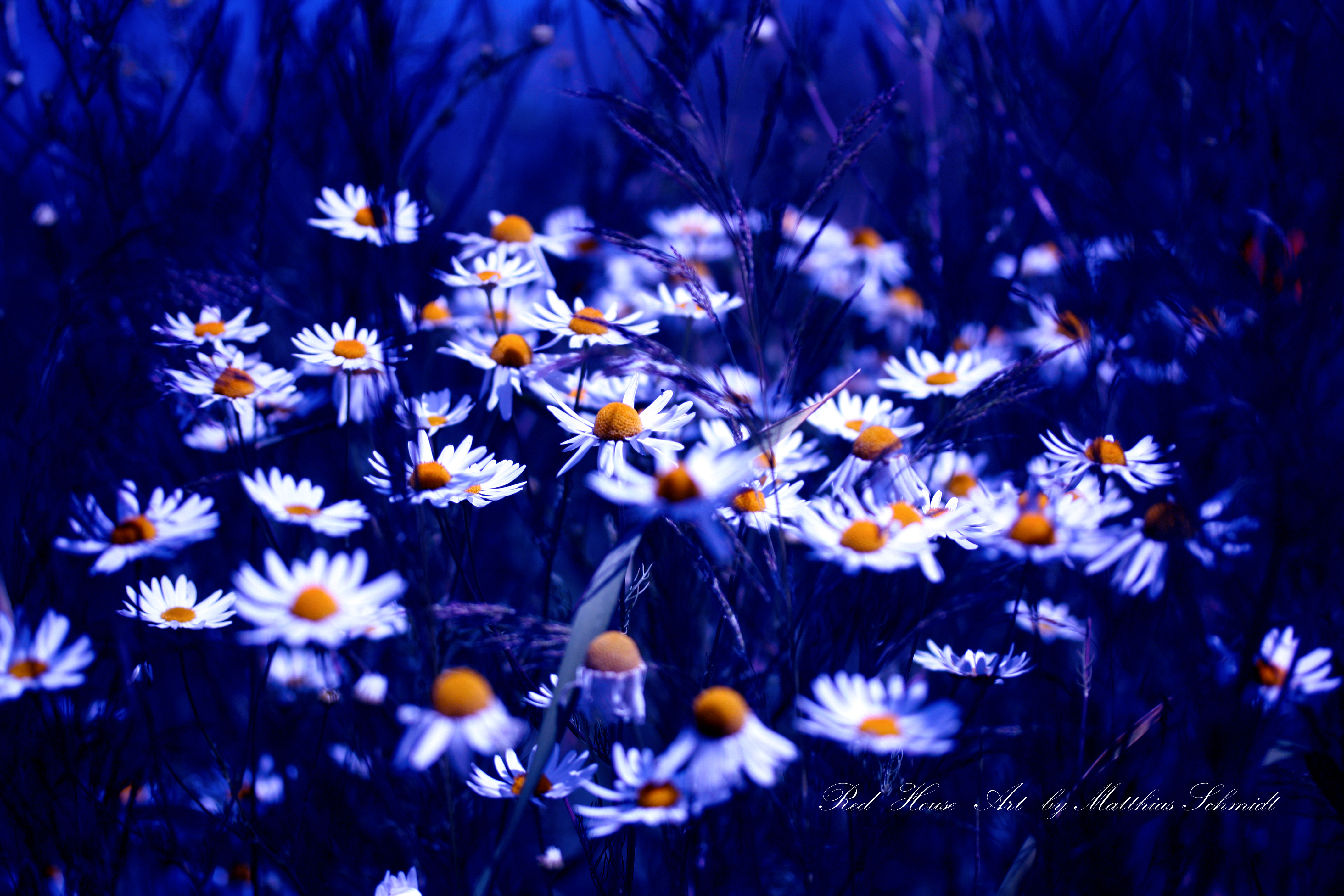 Ромашковая ночь. Синие цветы. Ромашки. Ромашка цветы. Фон ромашки.