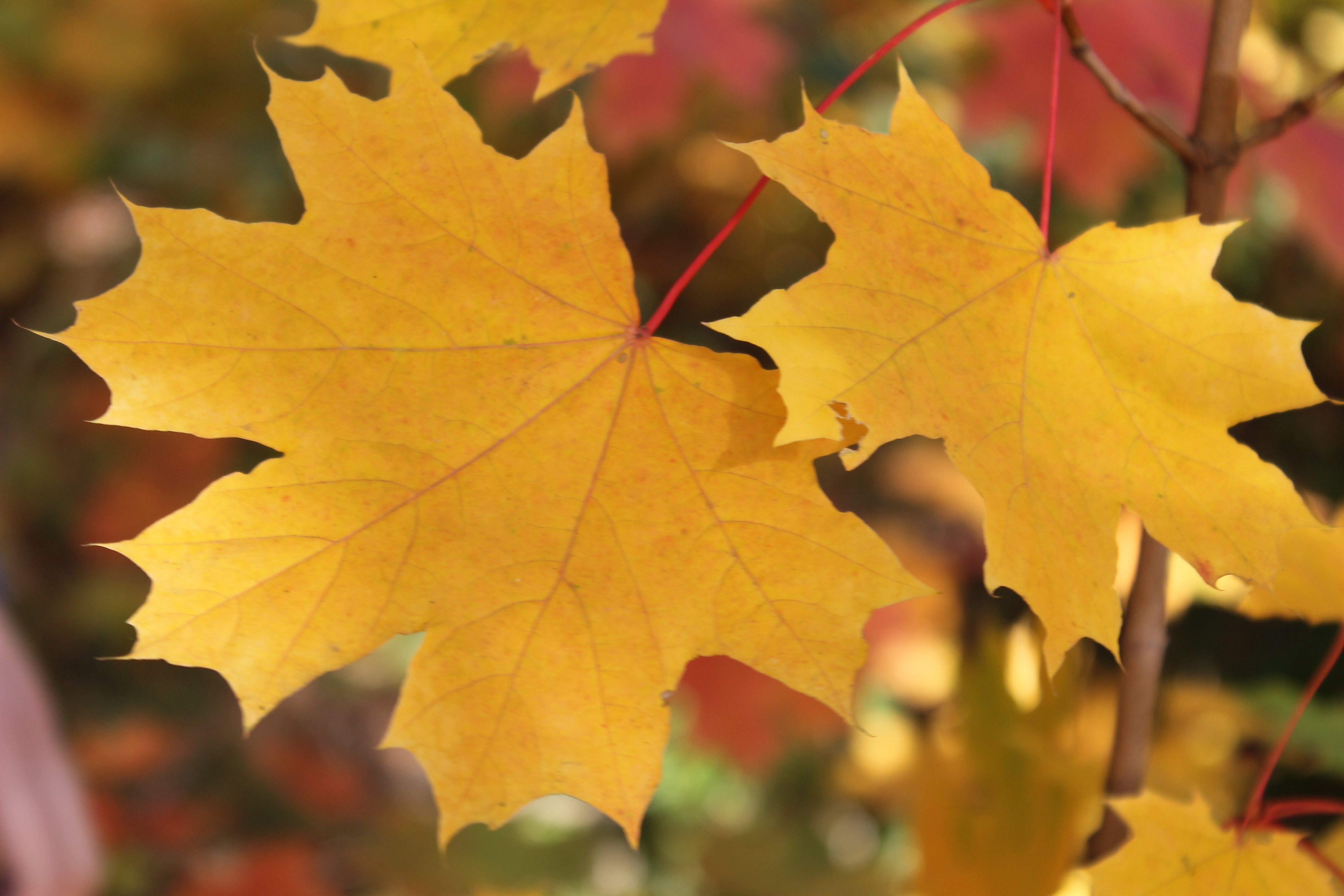 Цвет листа клена осенью. Осенний кленовый лист. Желтый листок клена. Пожелтевший клен. Осенние листья клена.