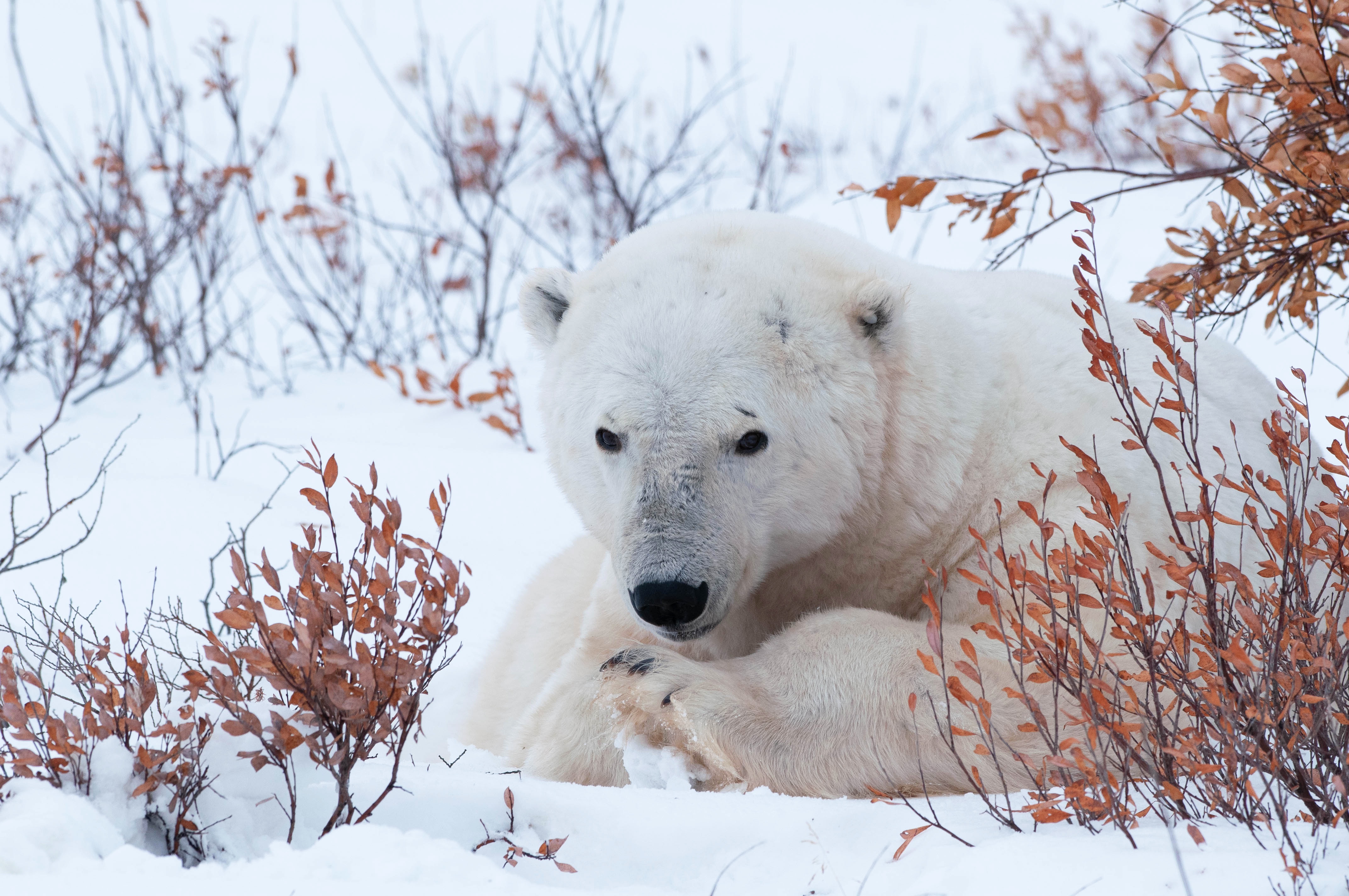 На следующей странице представлены фотографии белого медведя. Белый медведь. Белый медведь маскировка. Белый медведь зимой. Белый медведь морда.