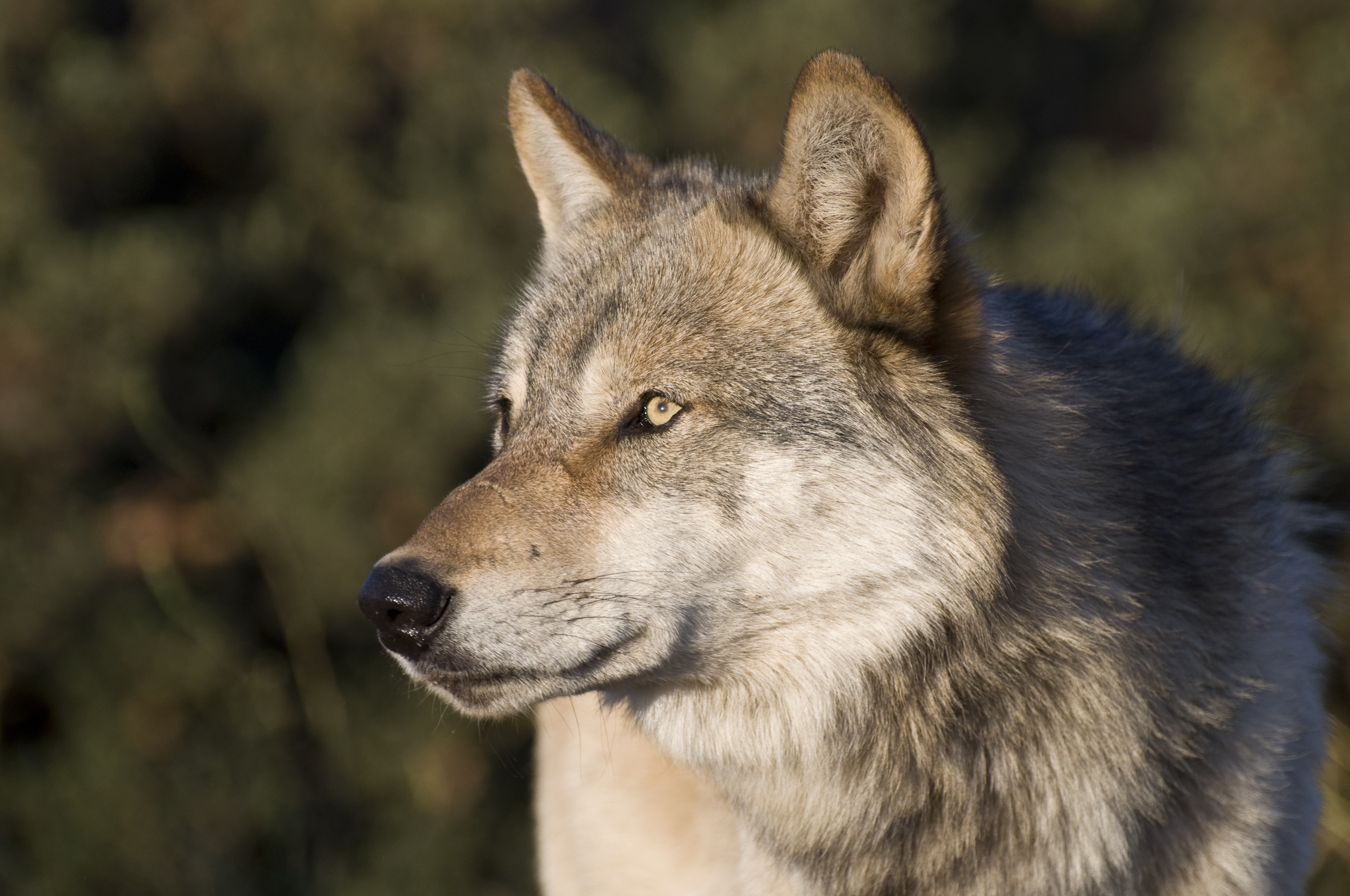 Серые волки отзывы. «Серый волк» (Сары Буре). Волк. Волк серый. Хищные животные волки.