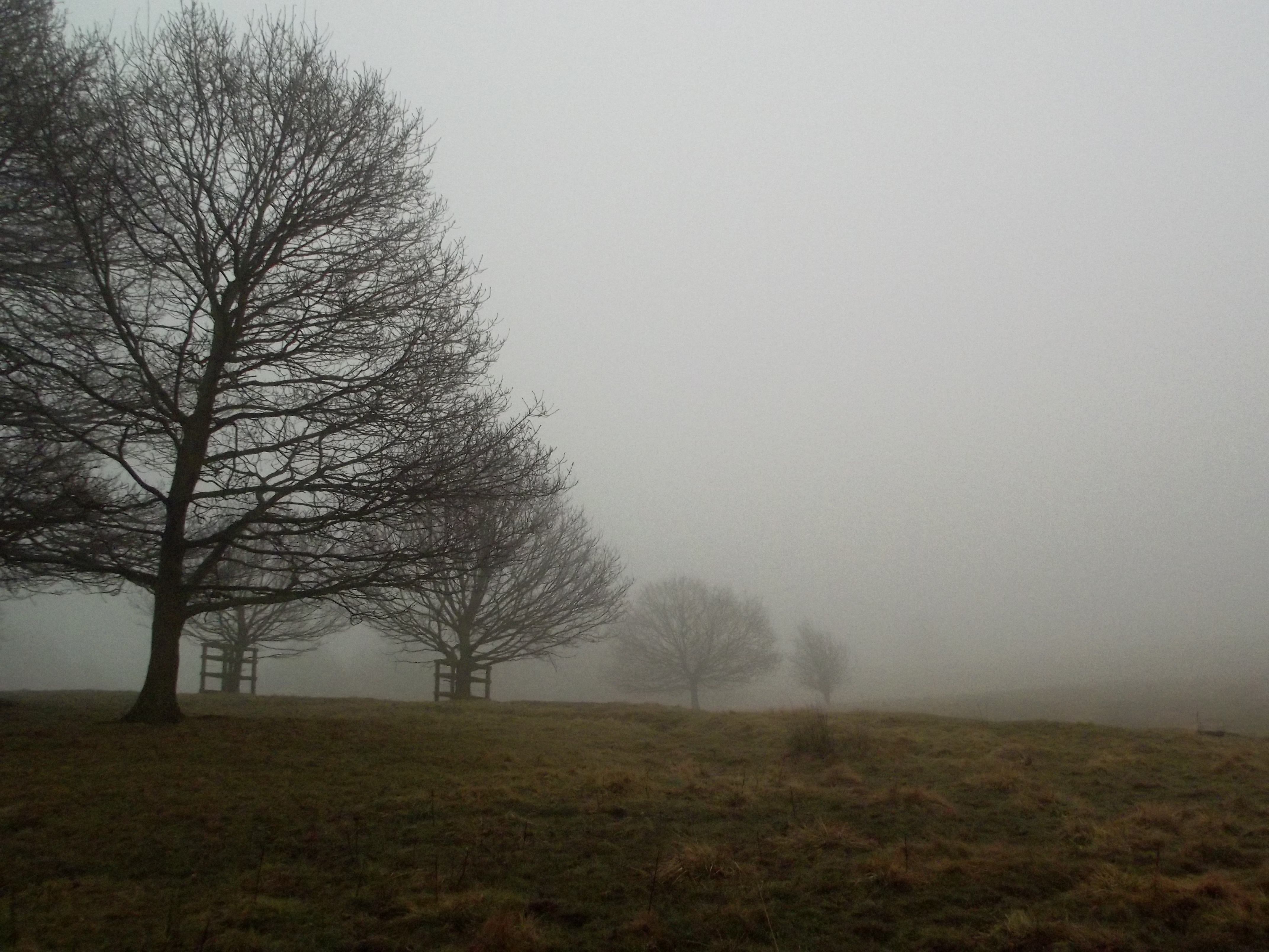 Fell trees. Синеножканоябрь поле. Foggy autumn field.