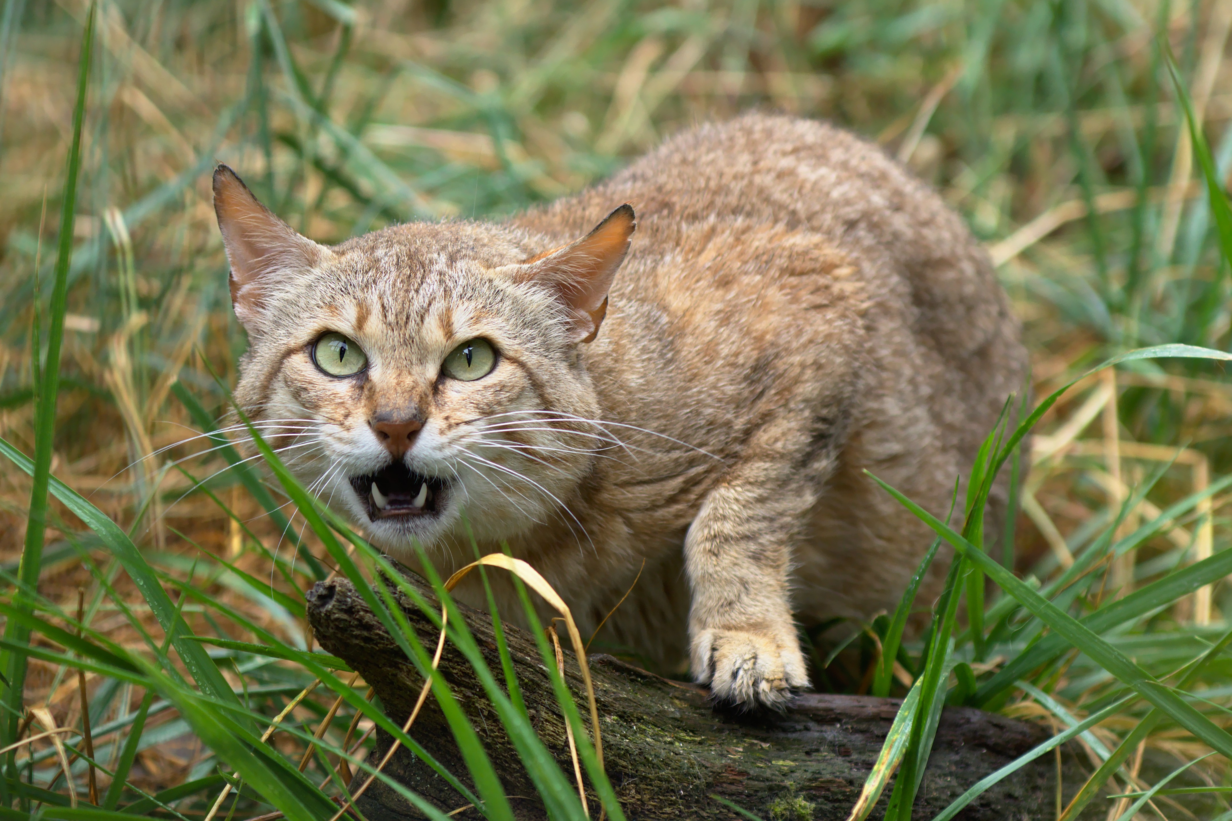 Лесная дикая кошка в экосистеме. Кавказский камышовый кот. Дальневосточный камышовый кот. Степной Лесной кот. Лесной камышовый кот.