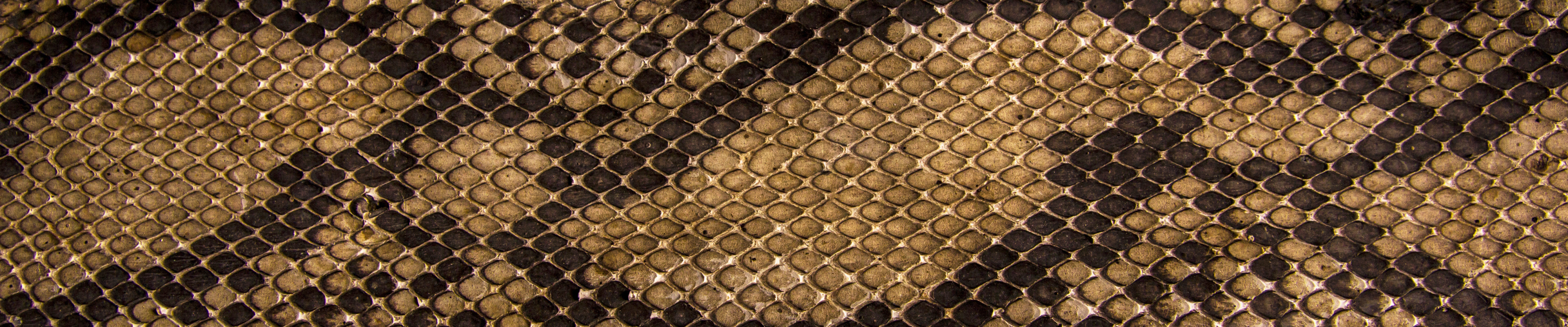 Download wallpaper snakes, texture, scales, leather, section textures ...