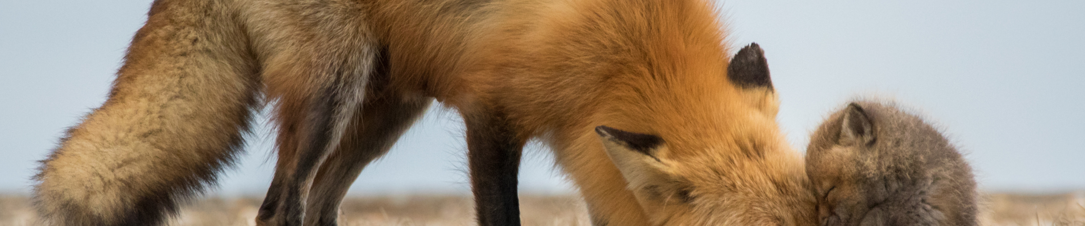 Download wallpaper nature, Red Fox, babies, section animals in