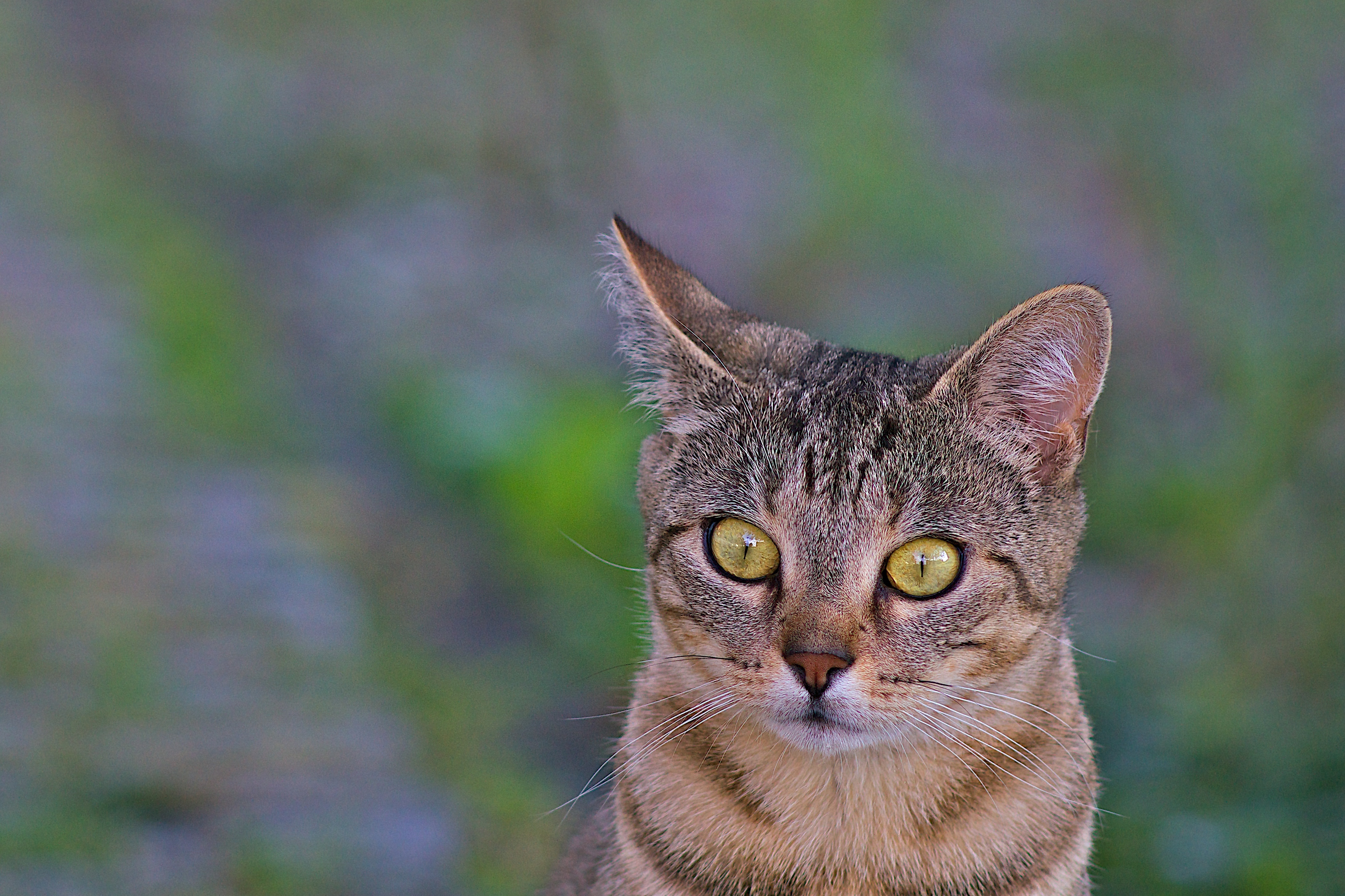 Green ears. Глупый взгляд кошки. Уши животных. Крупные кошки. Кот с необычным взглядом.