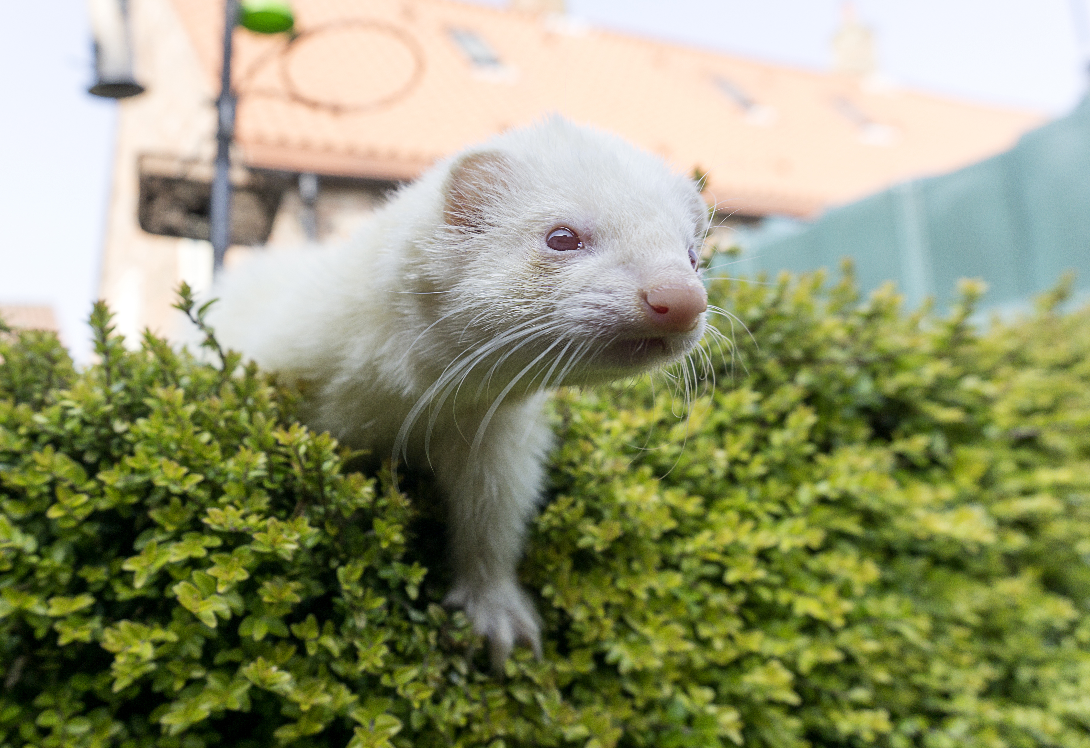 Ferret перевод. Фретка хорек-альбинос. Европейская норка белая. Хорек белый. Хорек белый дикий.