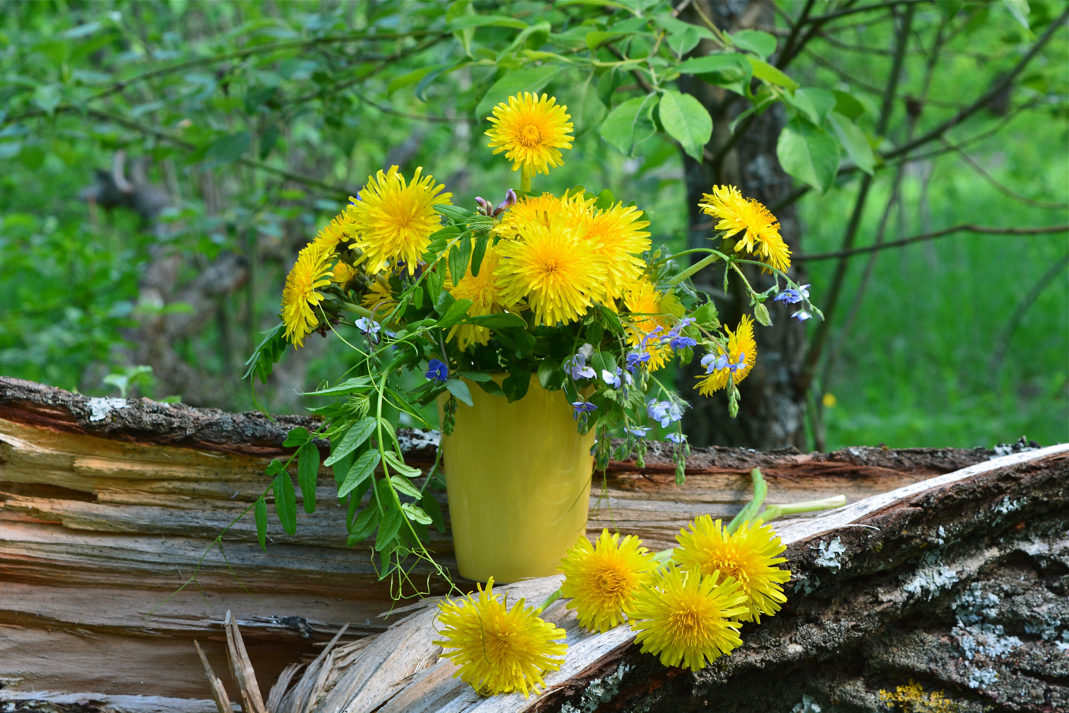 Доброе утро картинки позитивные с природой. Солнечный букет. Одуванчик и солнце. Солнечный цветок. Букет одуванчиков.