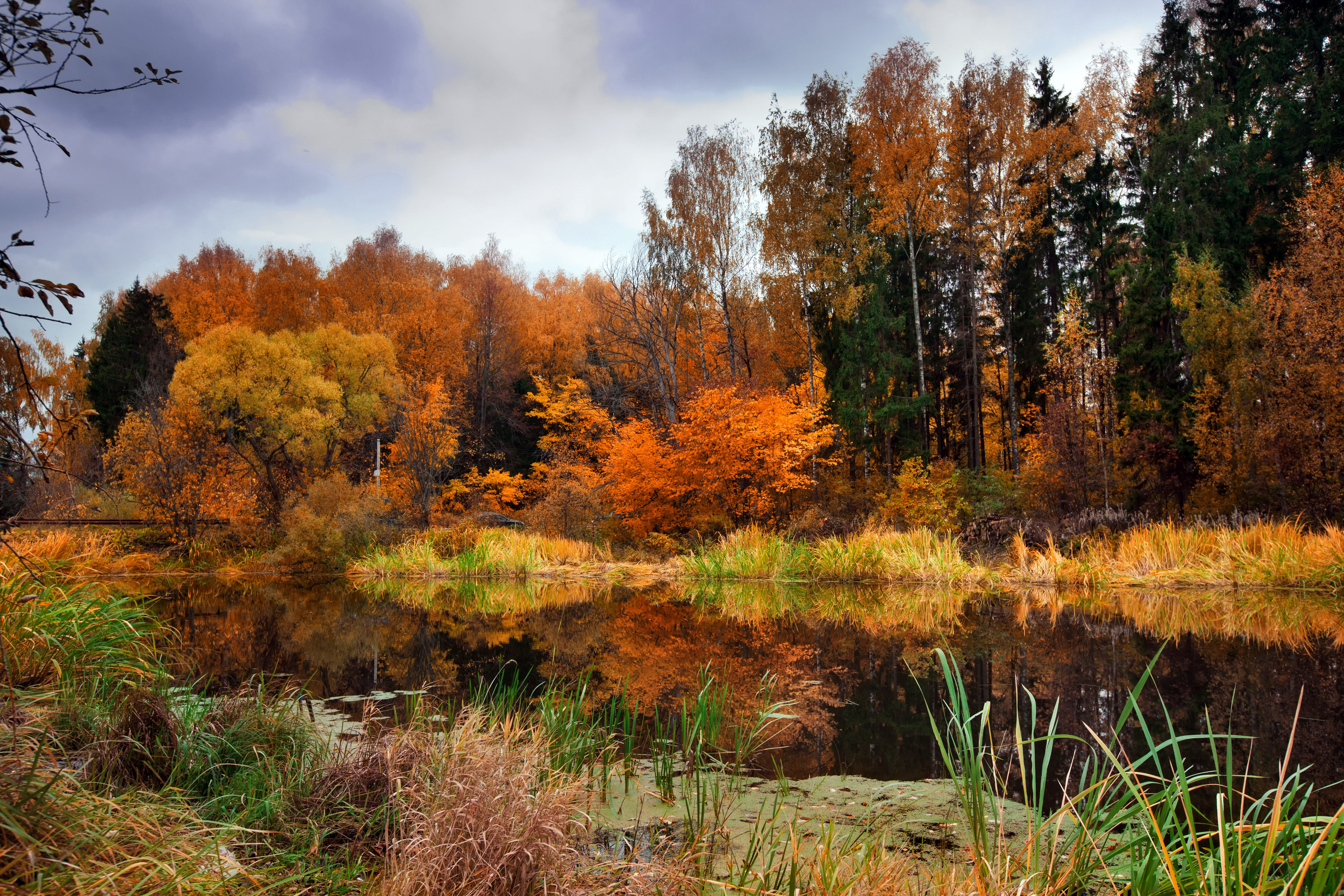 Художественное качество. Осень. Природа осень. Лес осенью. Русская природа осенью.