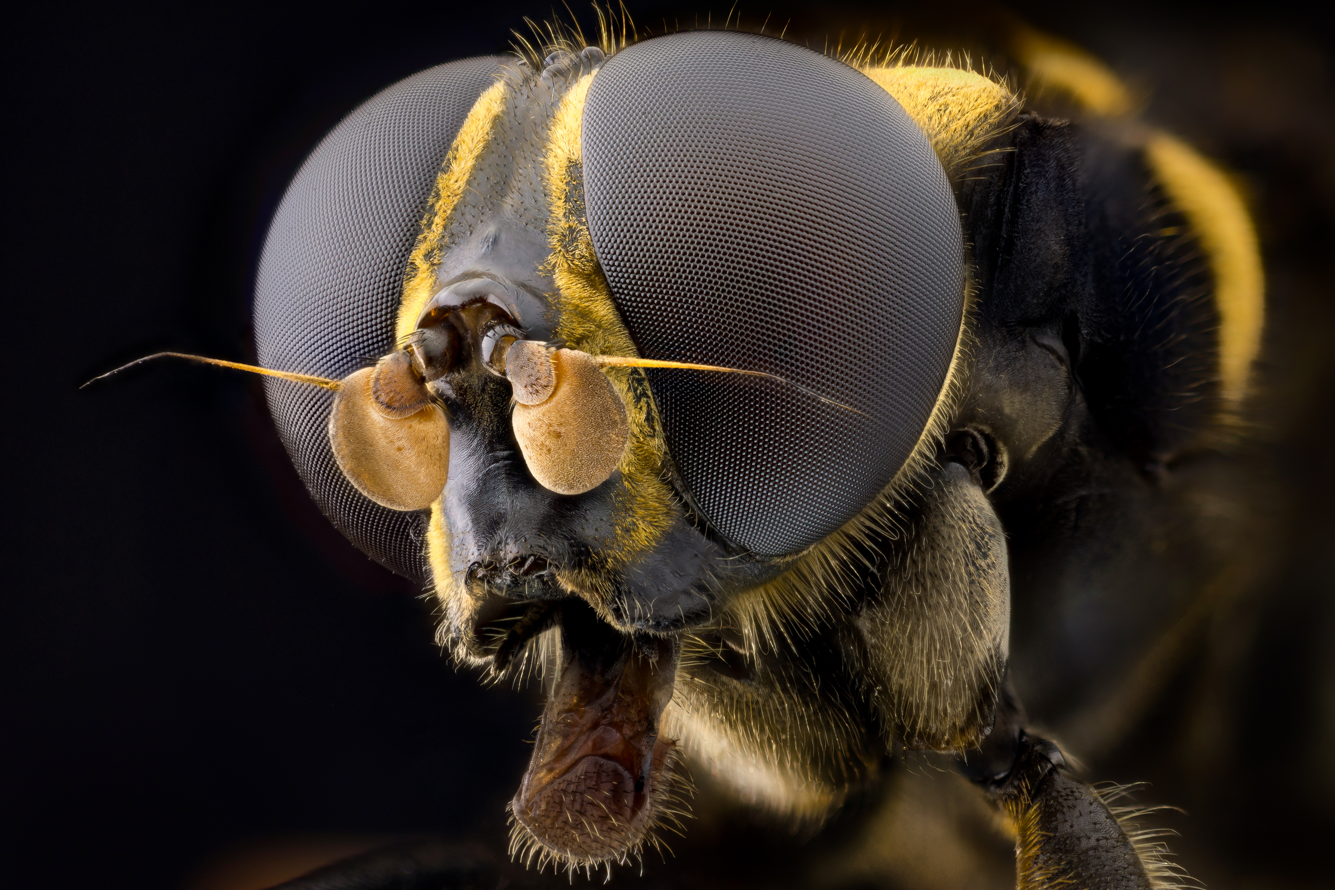 Какая голова пчел. Фасеточные глаза у Жуков. Муха ЦЕЦЕ глаза. Хоботок шмеля. Муравьиный Шершень.