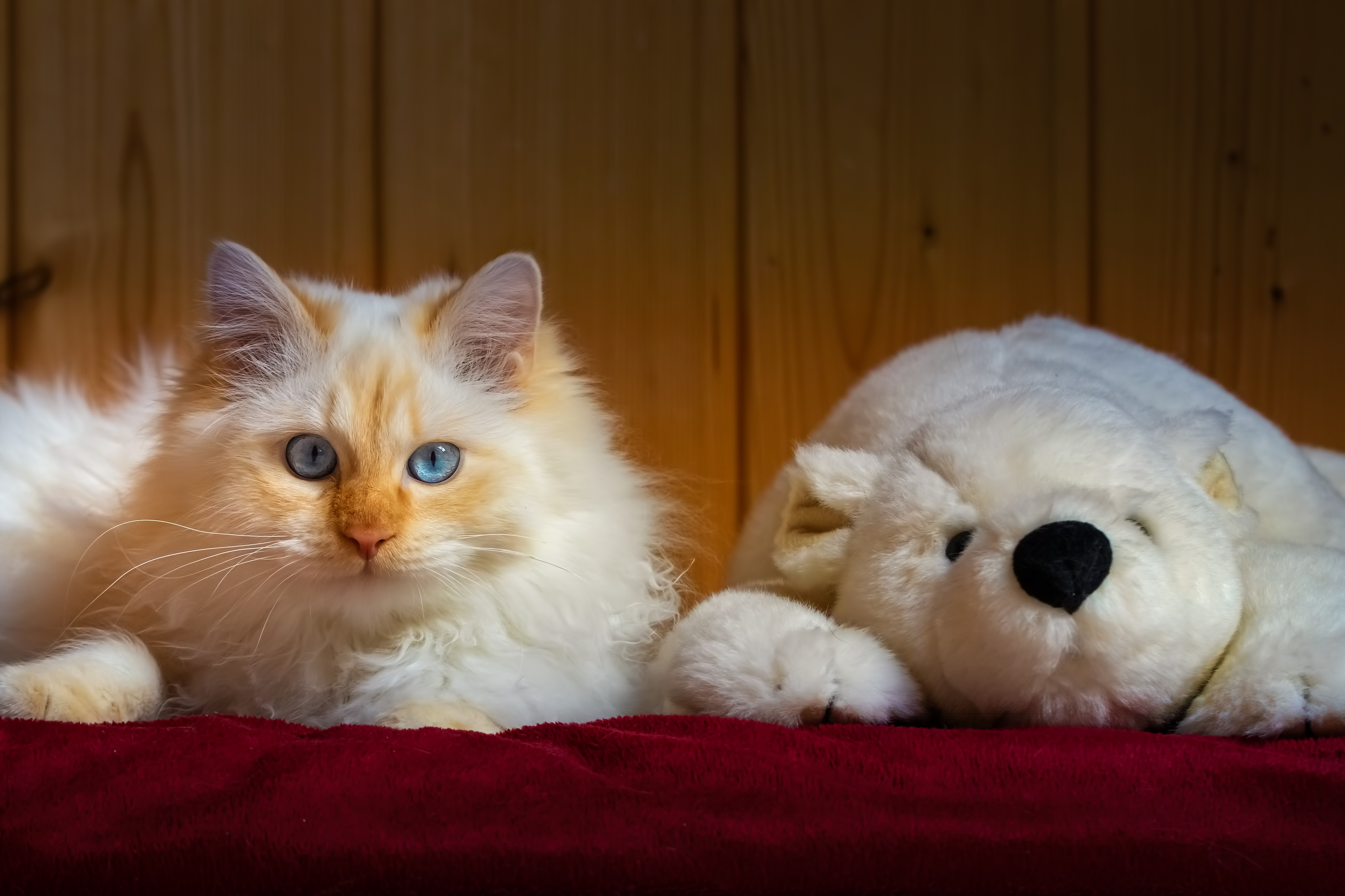 Включи кот и медведь. Красивые плюшевые кошки. Маленькие котята пушистые. Рыже белый кот. Бело-рыжий пушистый кот.