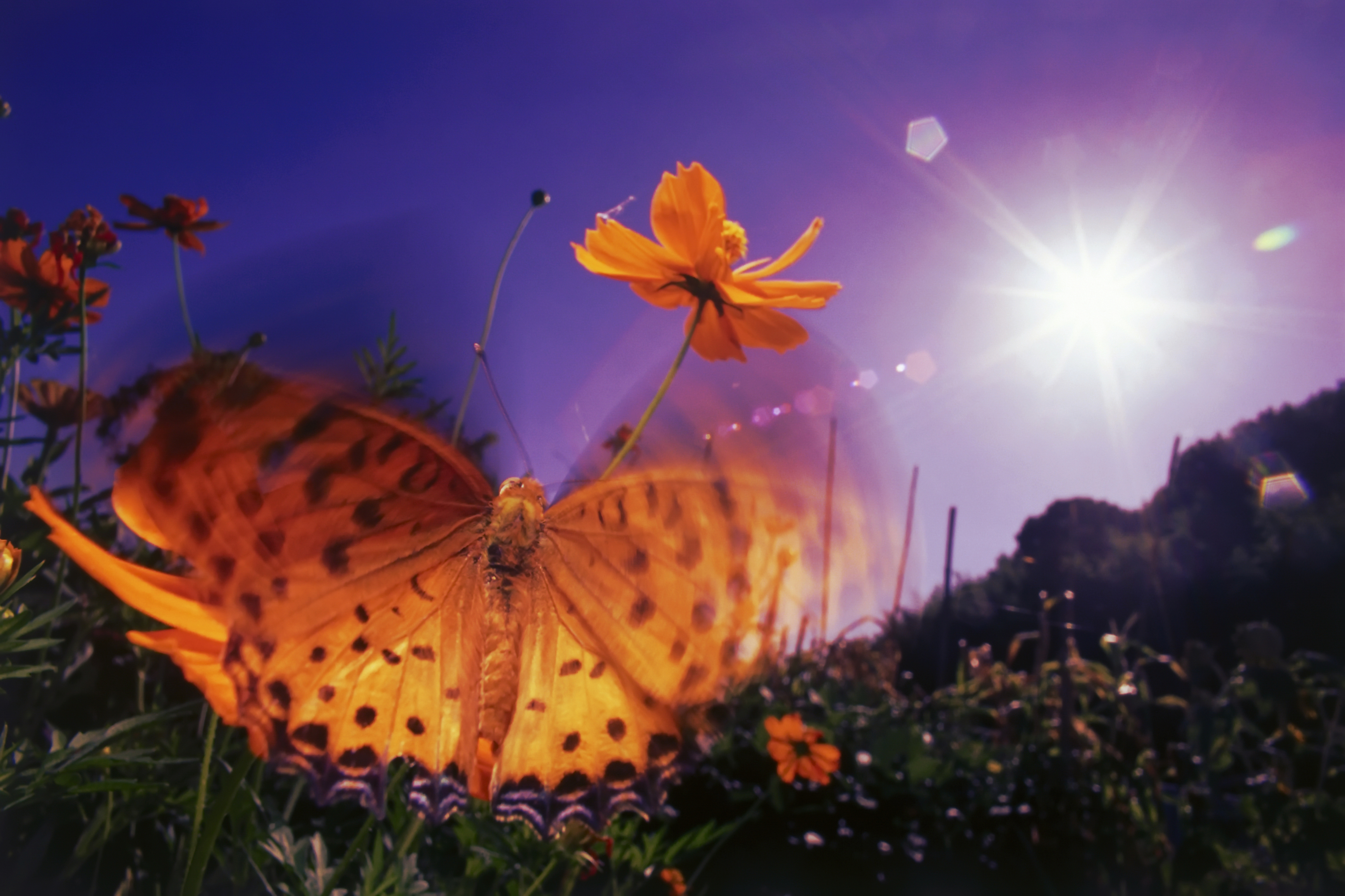 На цветок летит мотылек. Бабочки на лугу. Бабочка на цветке. Бабочки в природе. Лето бабочки.