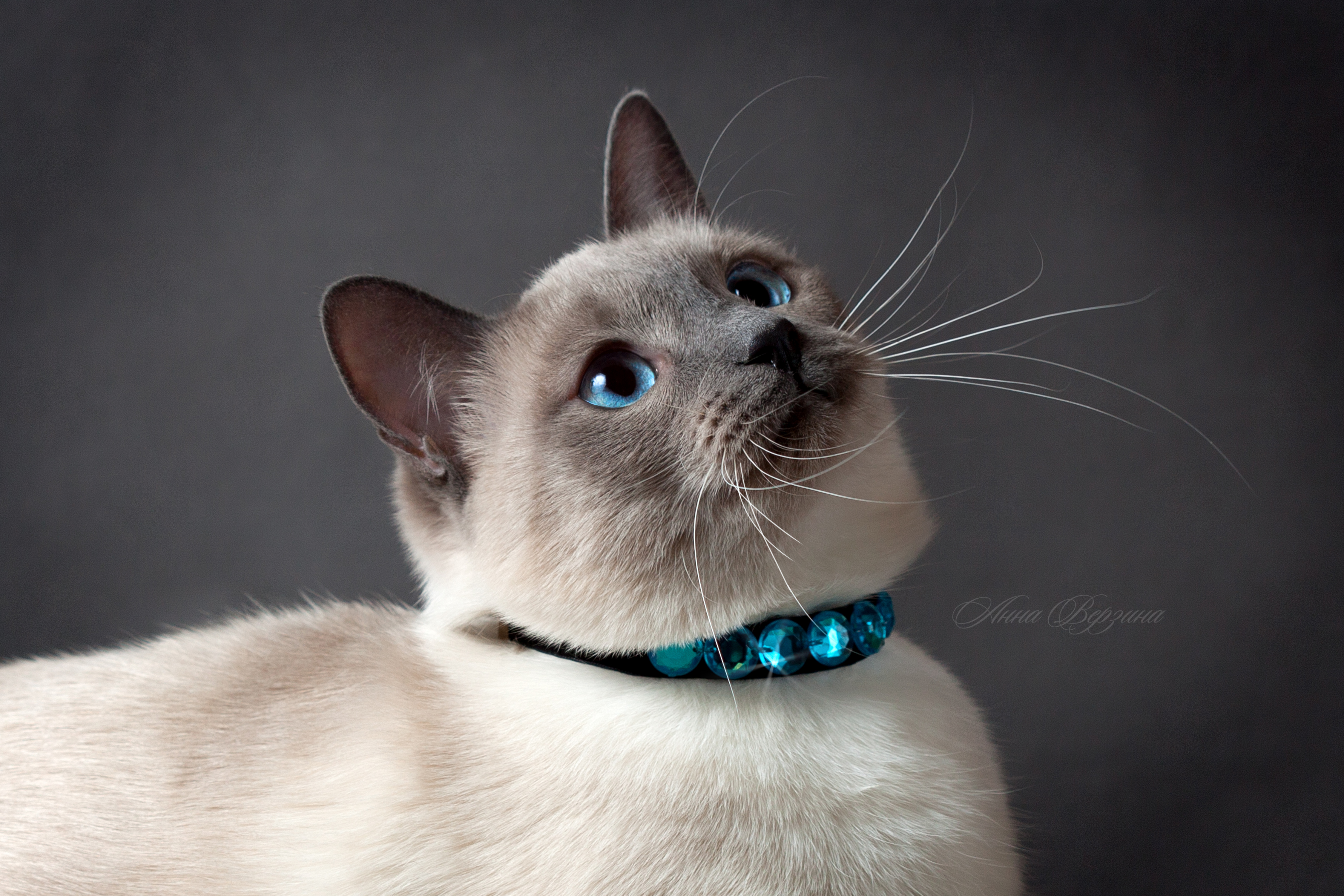 Серая сиамская кошка. Сиамская кошка серая. Сиамская и тайская кошка. Сиамская голубая кошка. Бурманская Сиамская кошка.