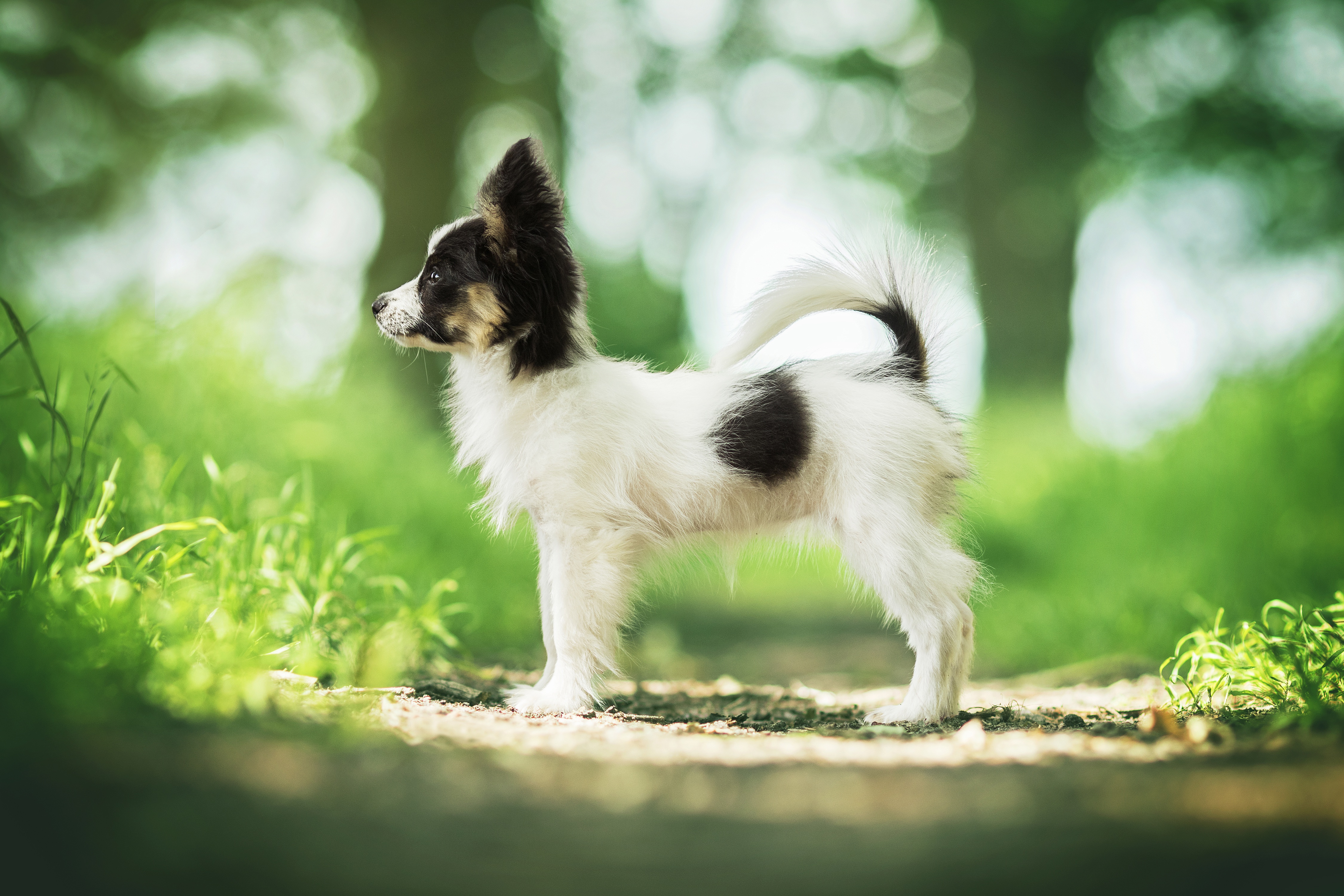 Small dog. Папильон, Джек Рассел Папильон. Континентальный той терьер. Бигль Папильон. Смалл Континенталь спаниель.