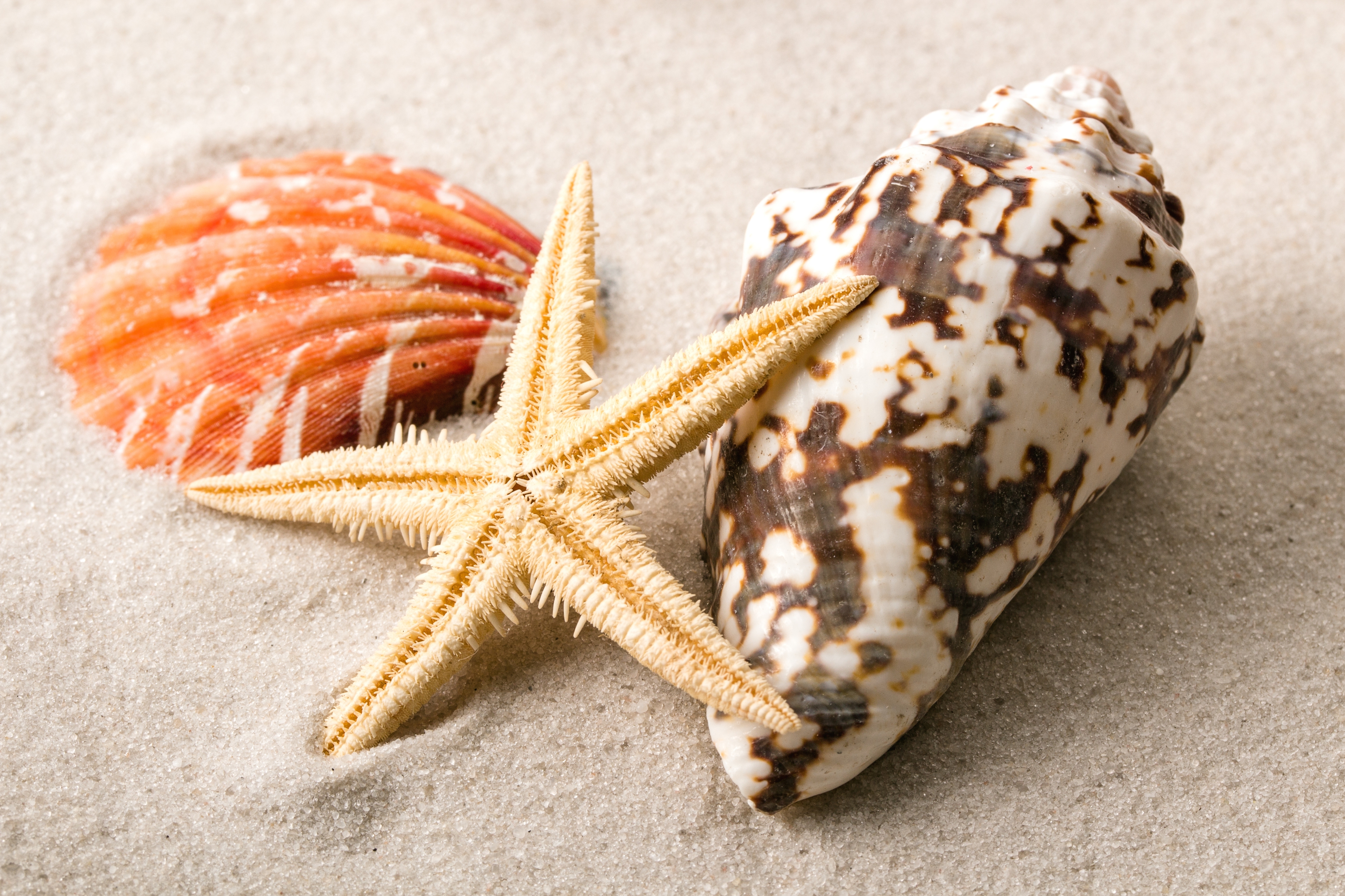 Ракушка морская звезда. Шестиконечная морская звезда. Морская звезда это моллюск. Морская раковина. Ракушки морские.