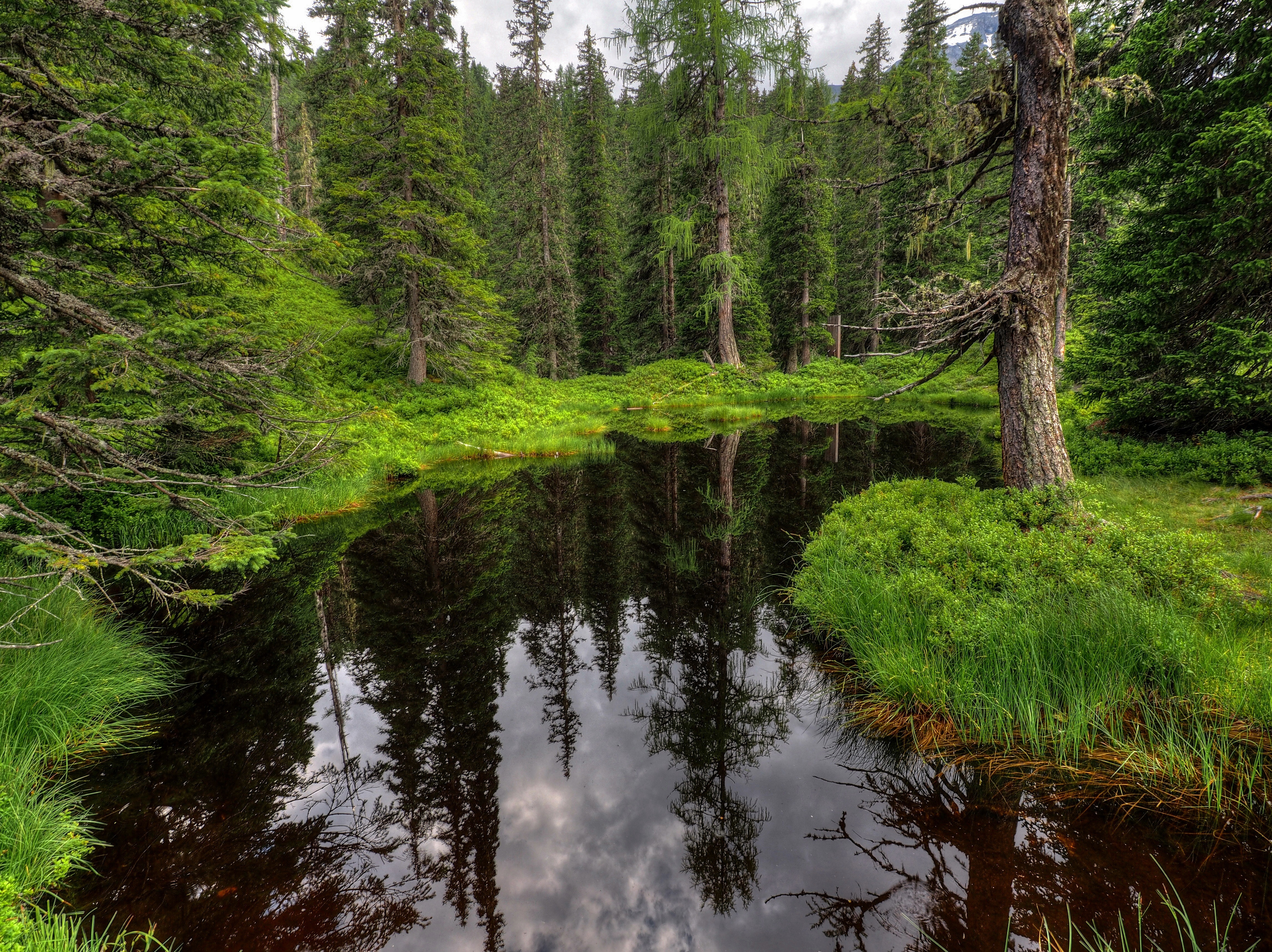 Водном и лесном. Лесная река. Леса с речкой. Речка в лесу. Речка в хвойном лесу.