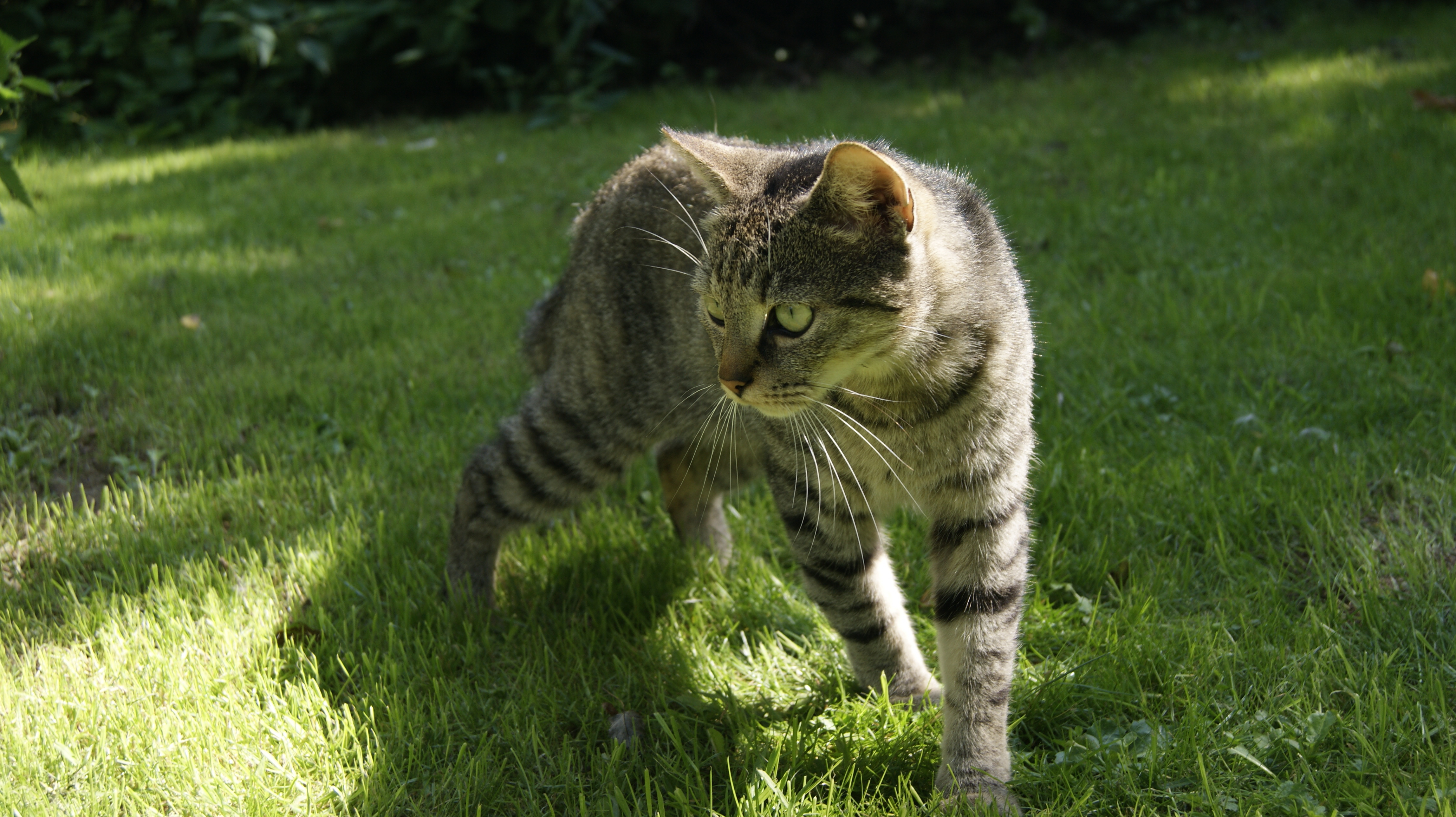 Звуки гуляющих котов. Шотландская Лесная кошка. Серый полосатый кот. Полосатая кошка. Толстый полосатый кот.