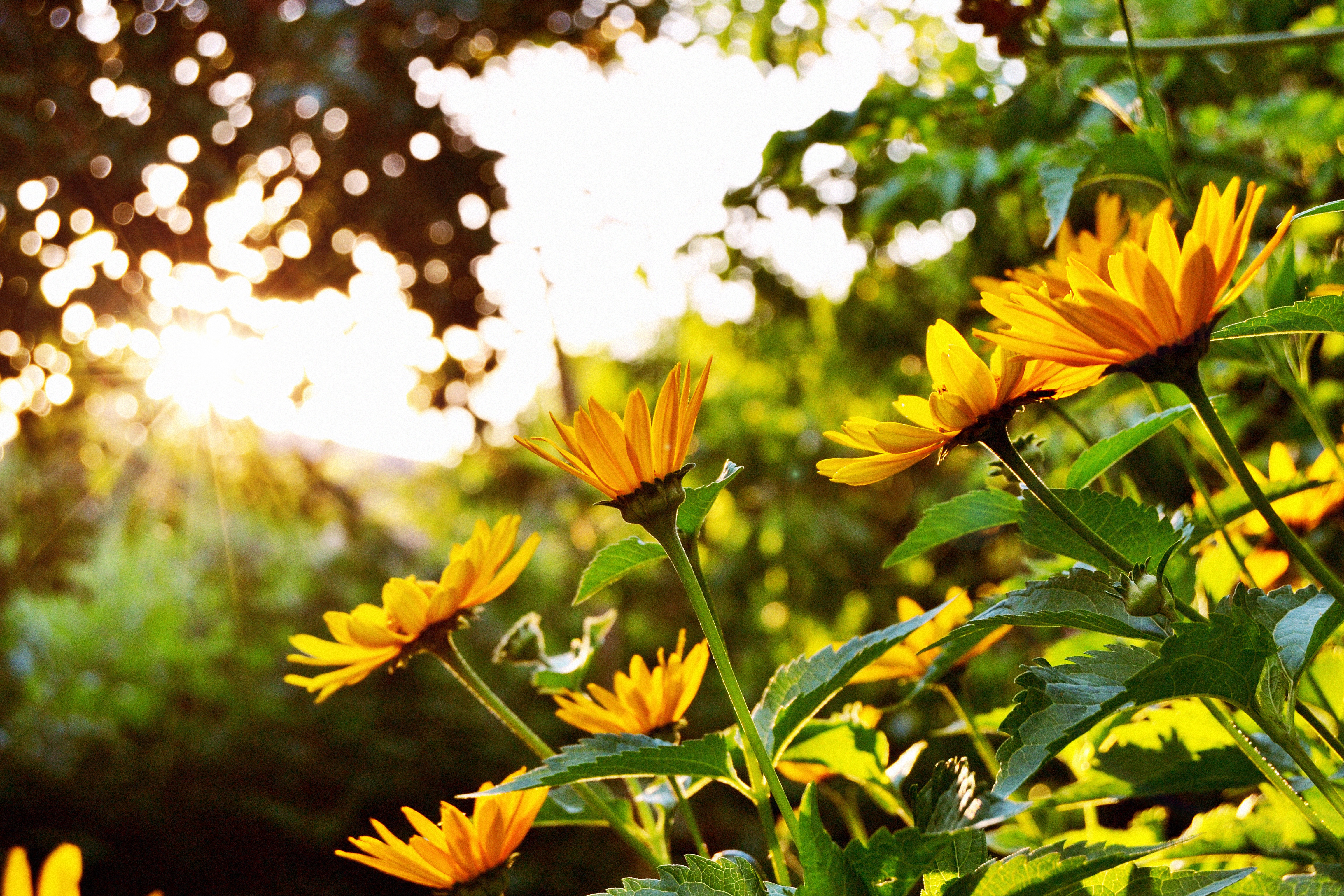 Весь день под ярким и теплым солнцем. Летние цветы. Лето солнце. Солнечный цветок. Яркие солнечные цветы.