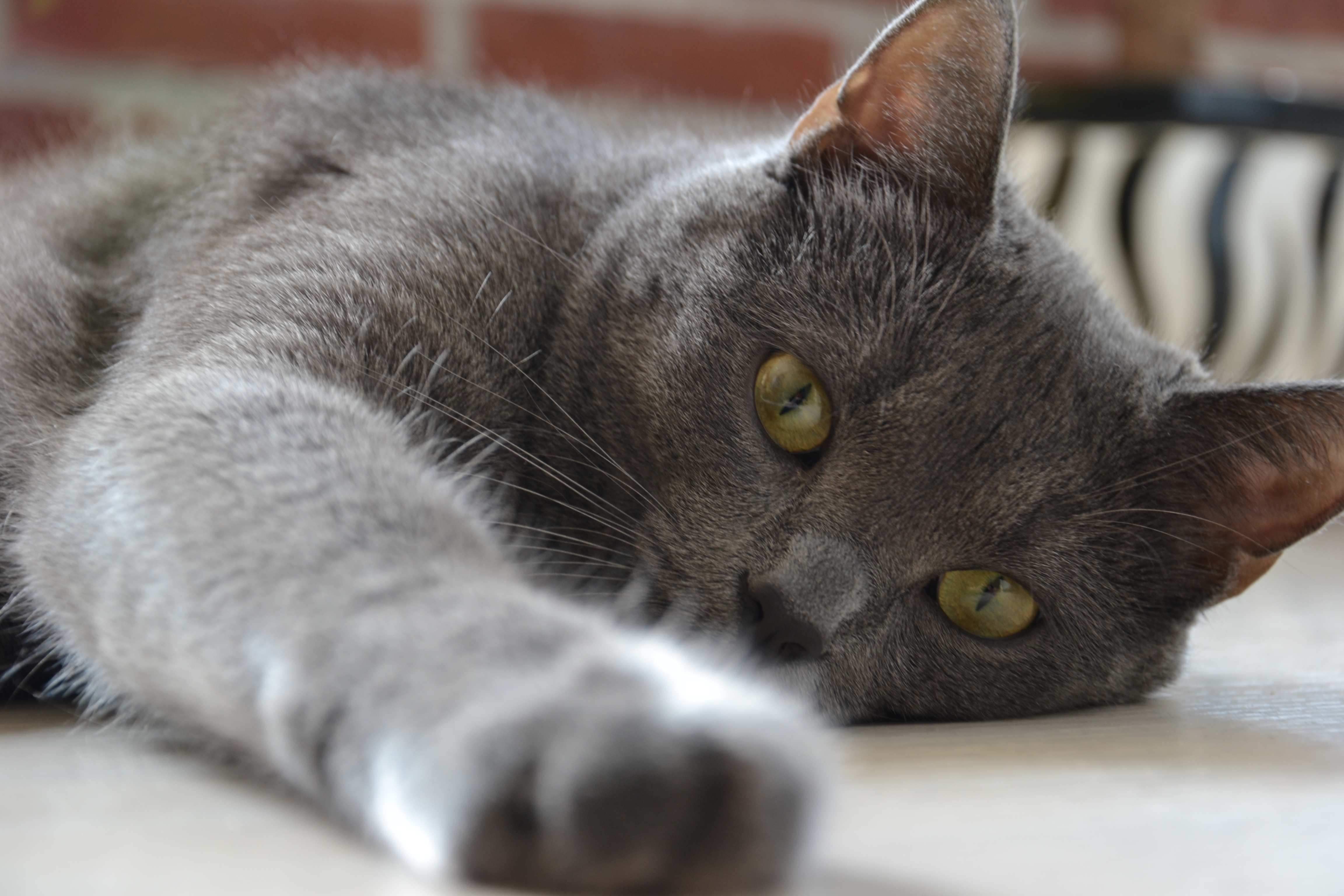 Картинки серых кошек. Британская дымчатая кошка. Кошка Сибирская голубая гладкошерстная. Кот серый. Серый кот с желтыми глазами.