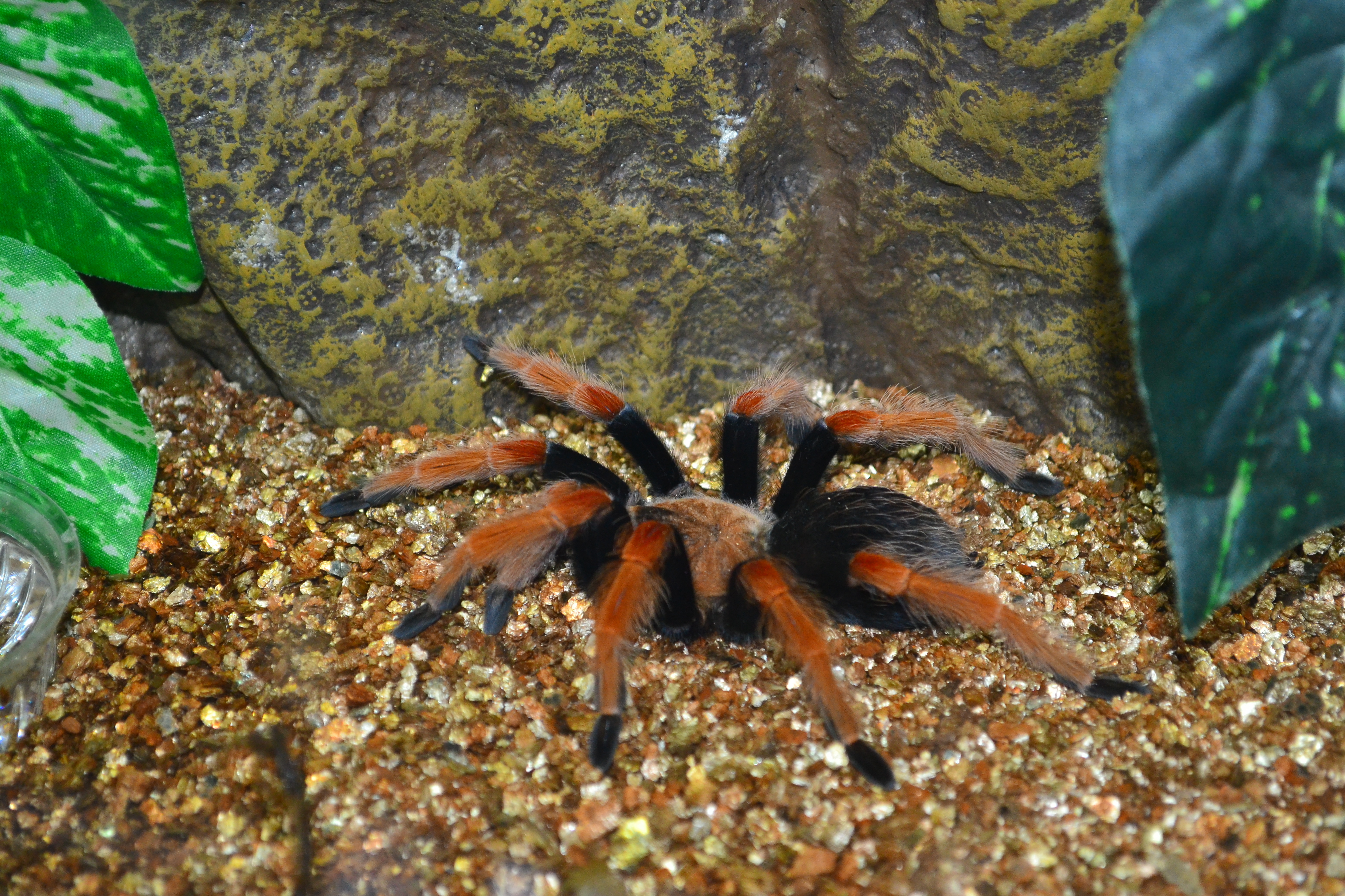 паук птицеед факты. информация о птицееде. оранжевый паук птицеед. паук тарантул. паук птицеед факты.