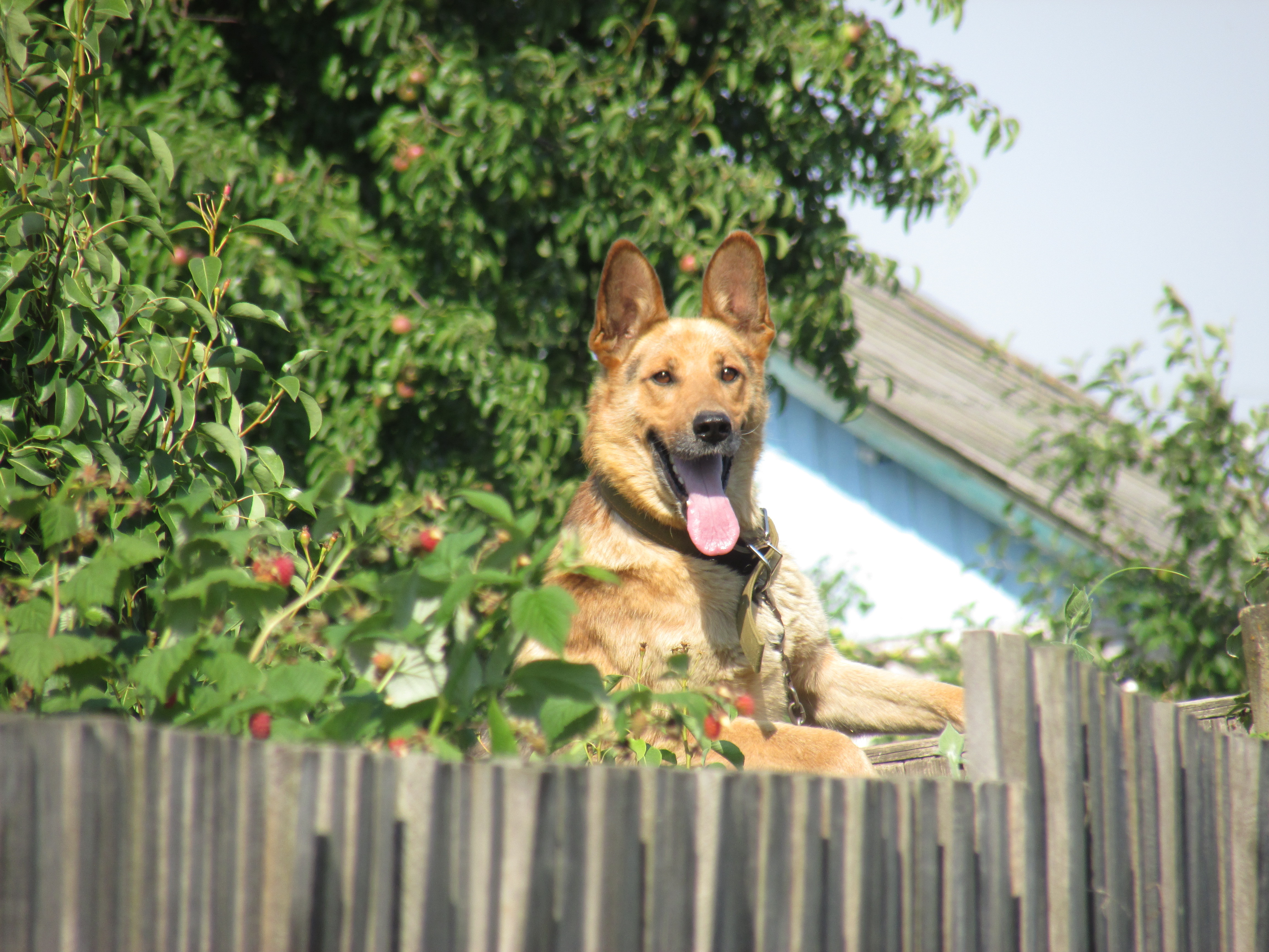 Соседская собака всю ночь протяжно. Собака во дворе. Собака охраняет дом. Собака на даче. Собака на даче летом.
