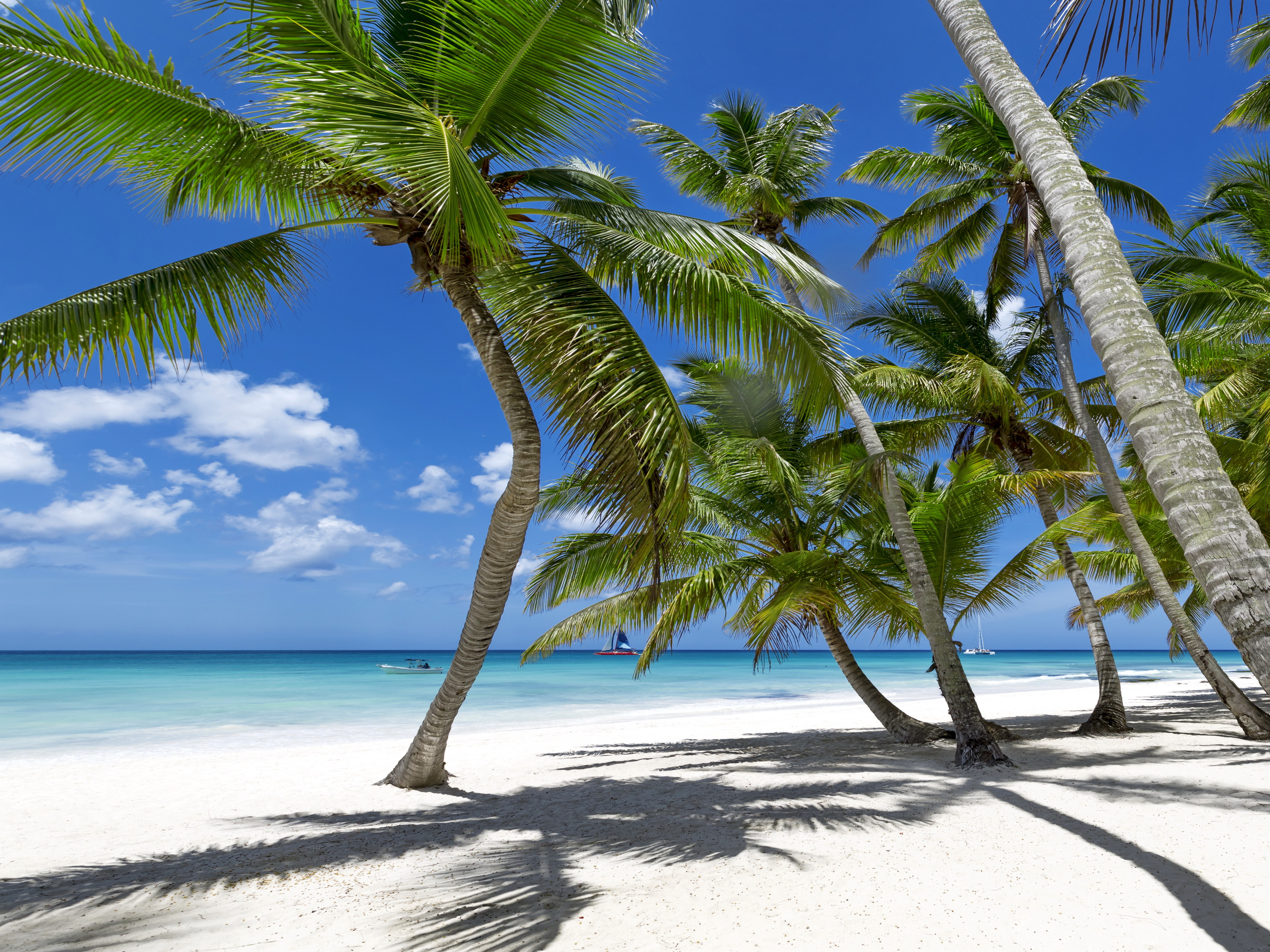 Beach tree. Голубая Лагуна Саона Доминикана. Море пляж пальмы. Пляж с пальмами. Пальмы и океан.