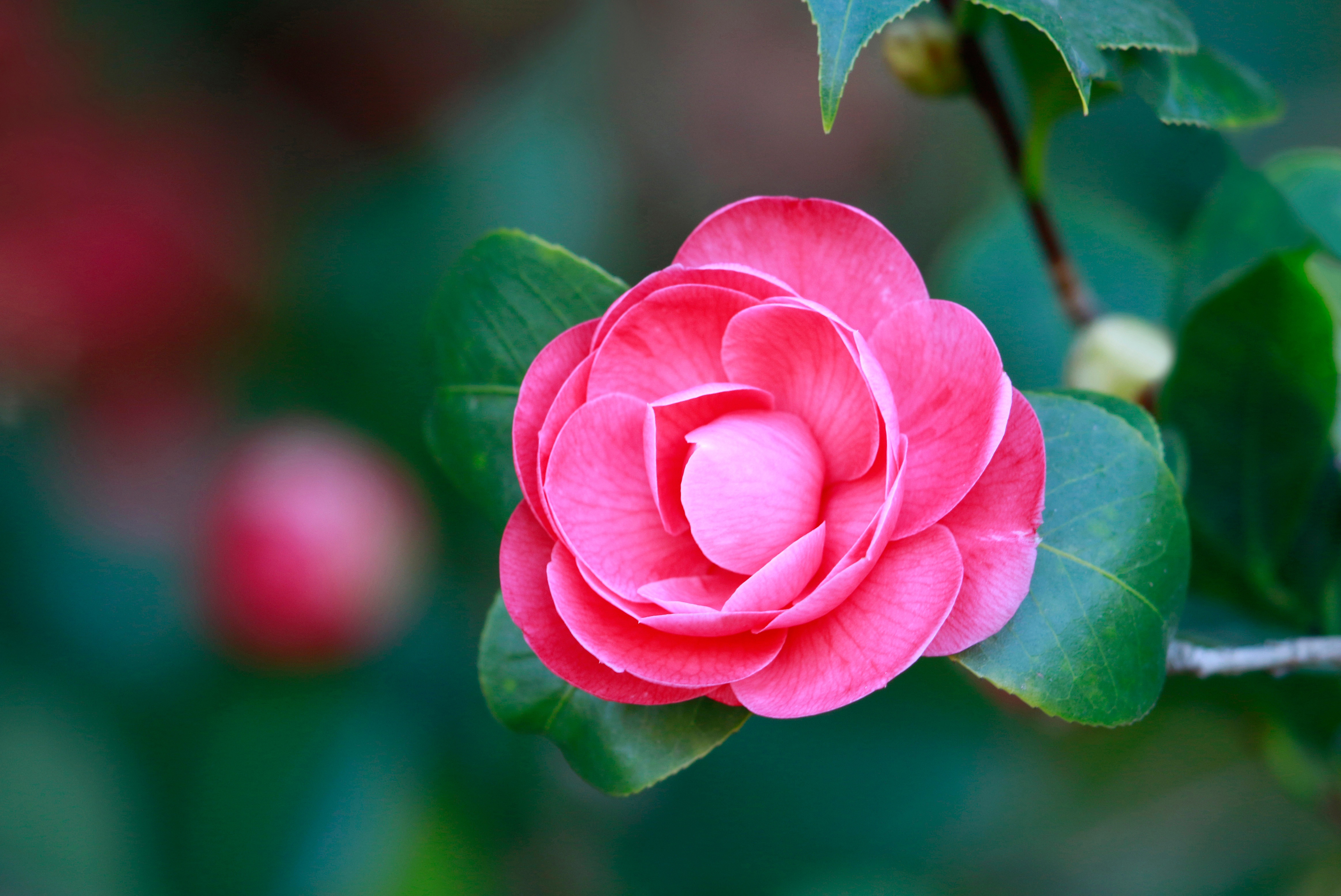 Камелия фото цветов Download wallpaper leaves, pink, petals, bokeh, Camellia, section flowers in res